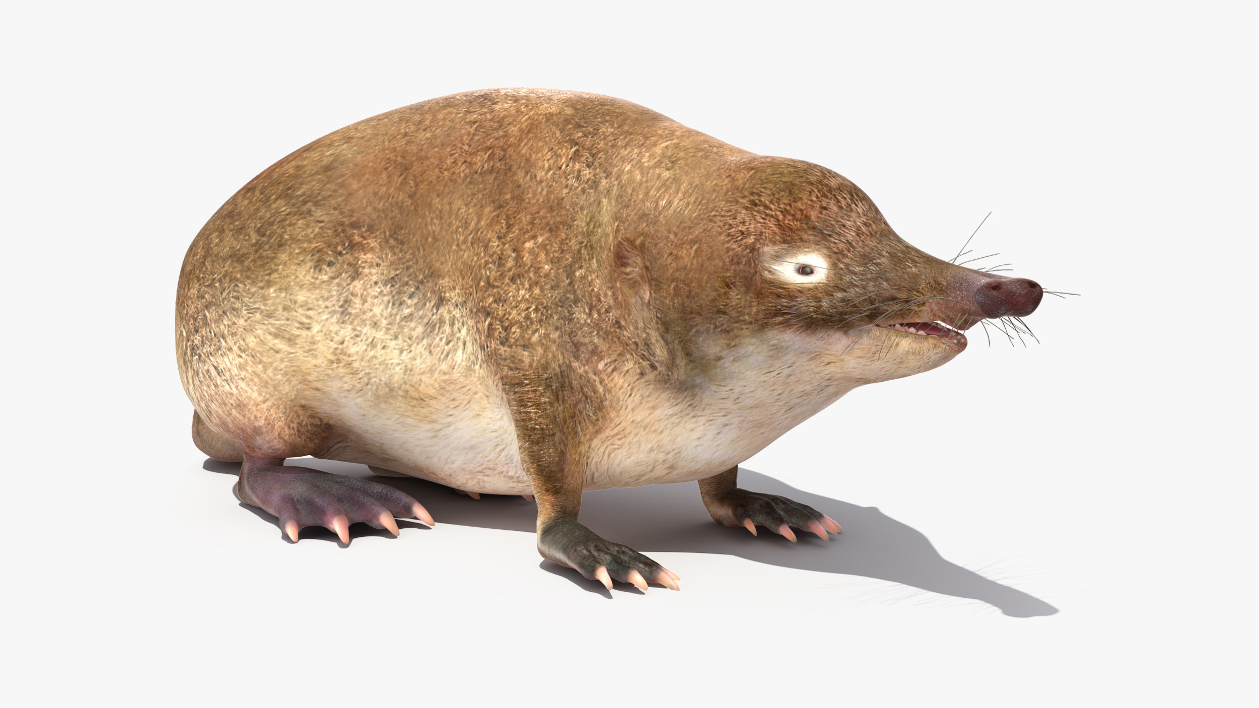 Desmana Moschata Rigged for Cinema 4D 3D