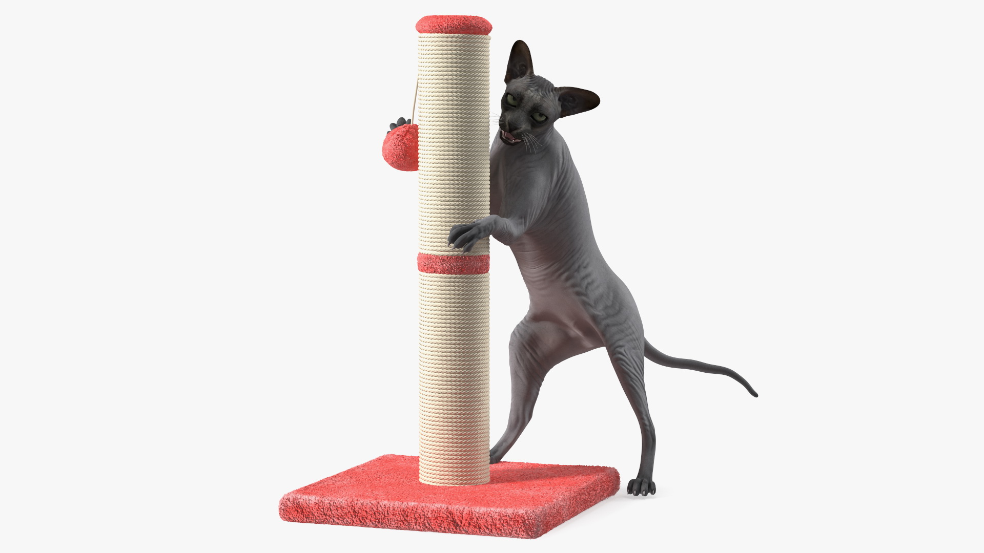 Cat Playing With A Scratching Post 3D model