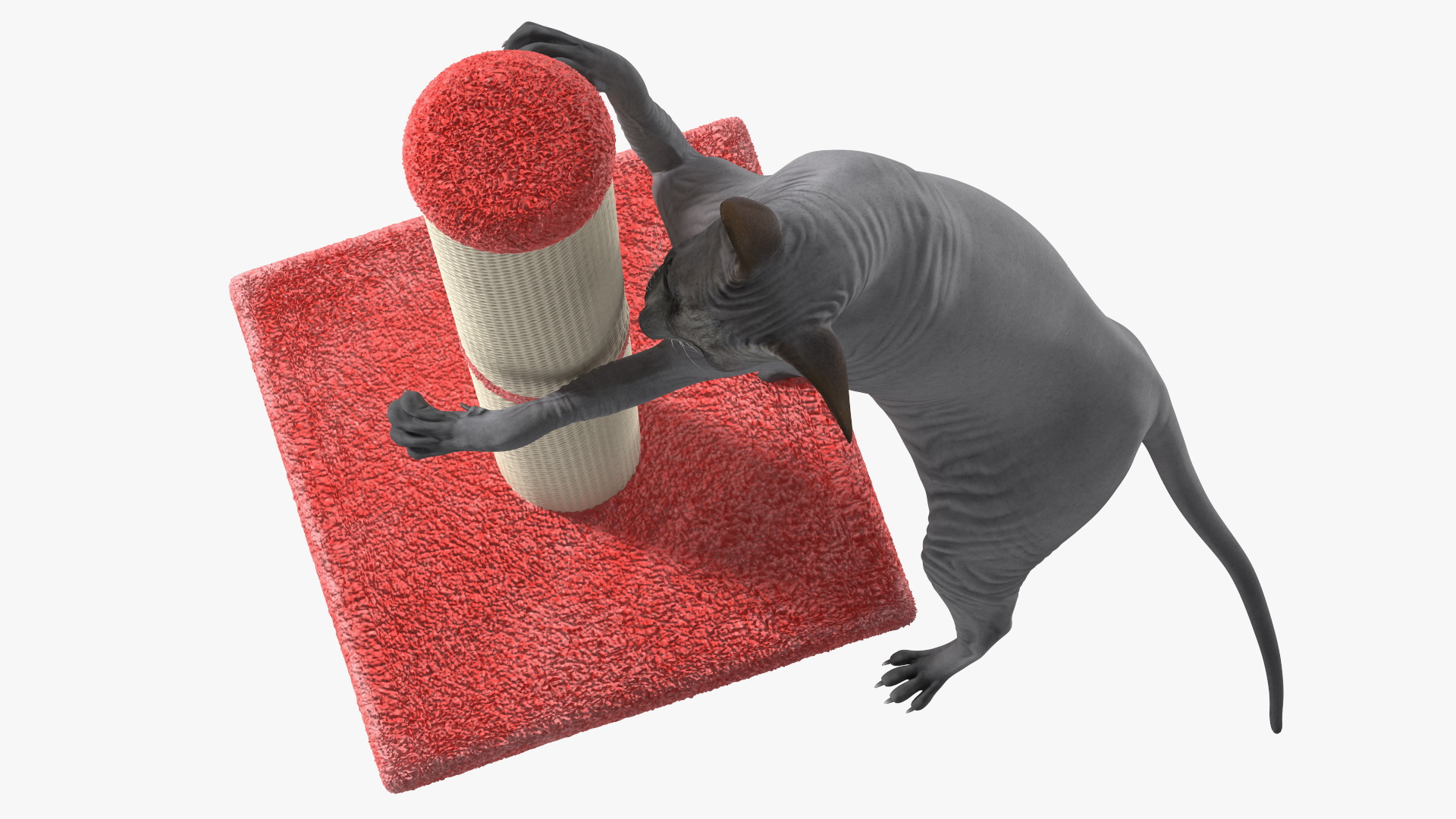 Cat Playing With A Scratching Post 3D model