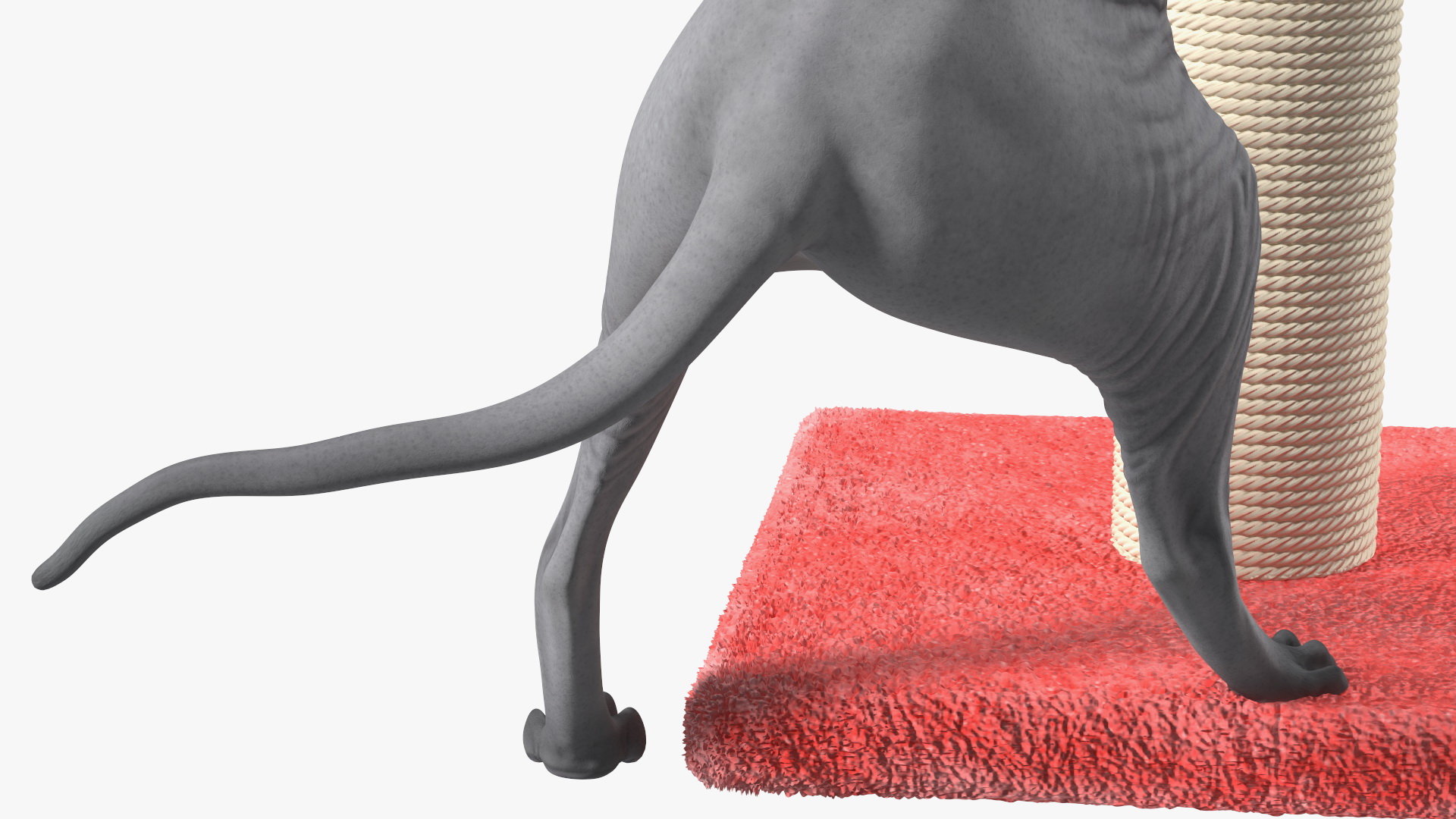 Cat Playing With A Scratching Post 3D model