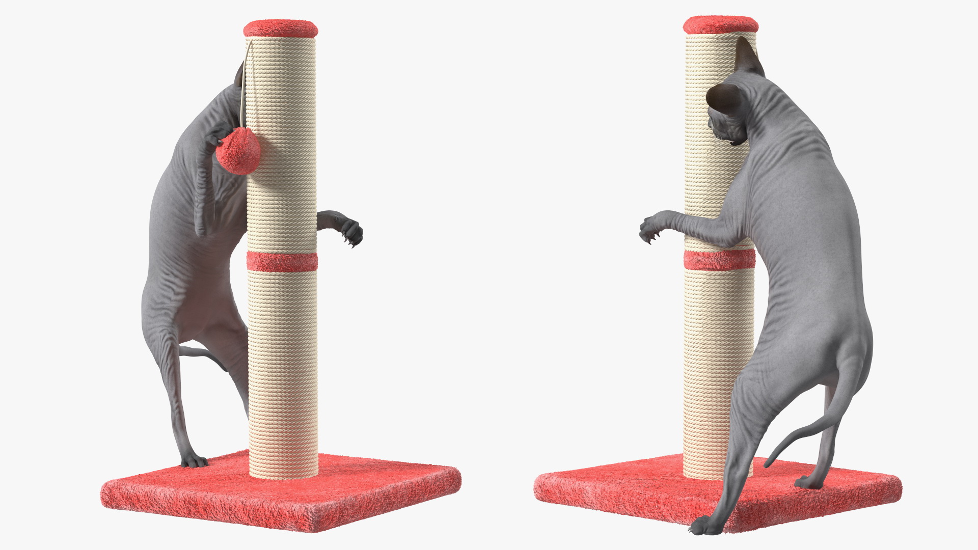 Cat Playing With A Scratching Post 3D model