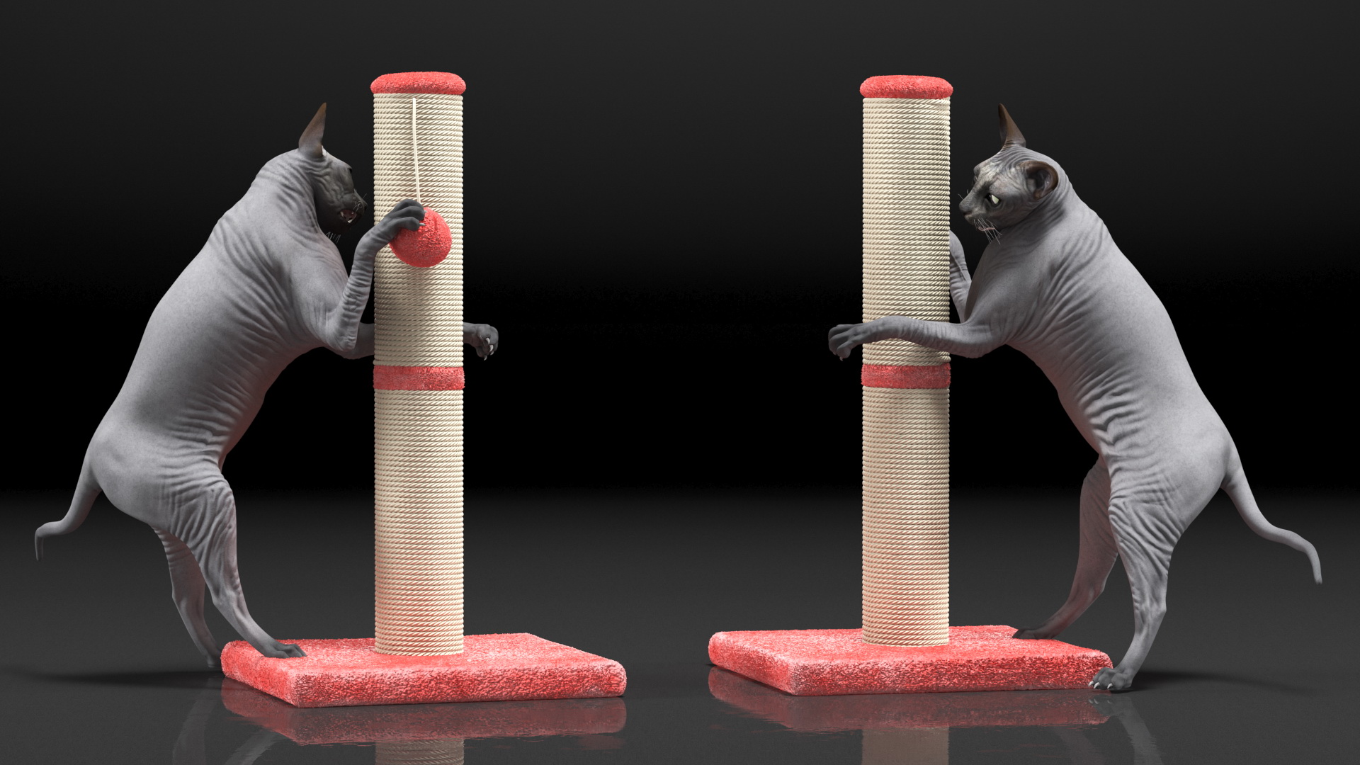 Cat Playing With A Scratching Post 3D model