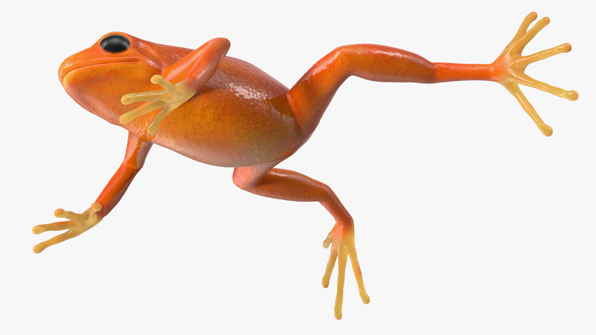 3D Realistic Golden Frog