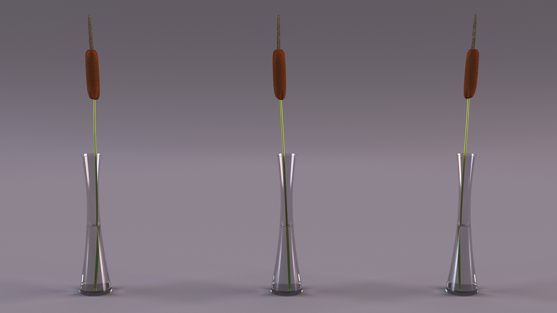 Typha Latifolia in Glass Vase 3D model