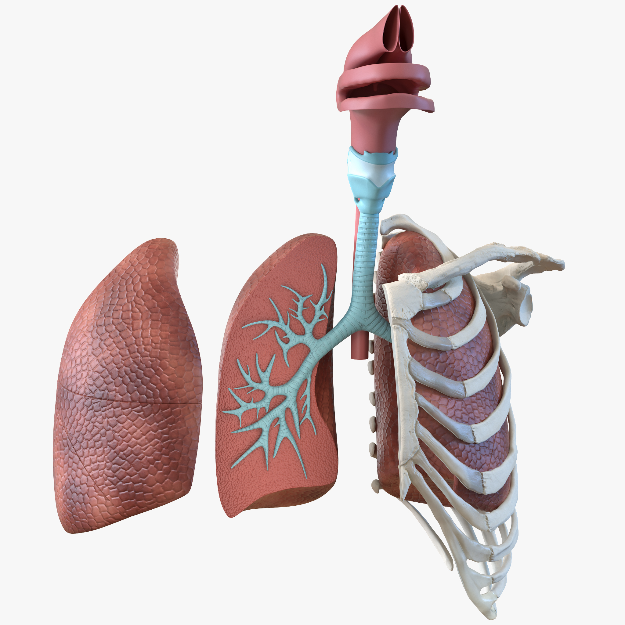 Human Respiratory System Trachea Dissection Anatomical 3D Model