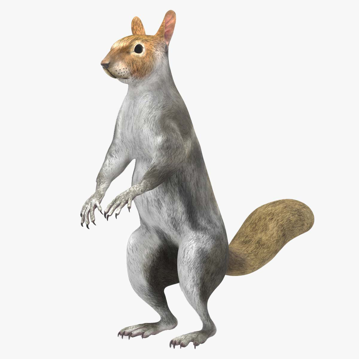 Gray Squirrel Rigged for Cinema 4D 3D model