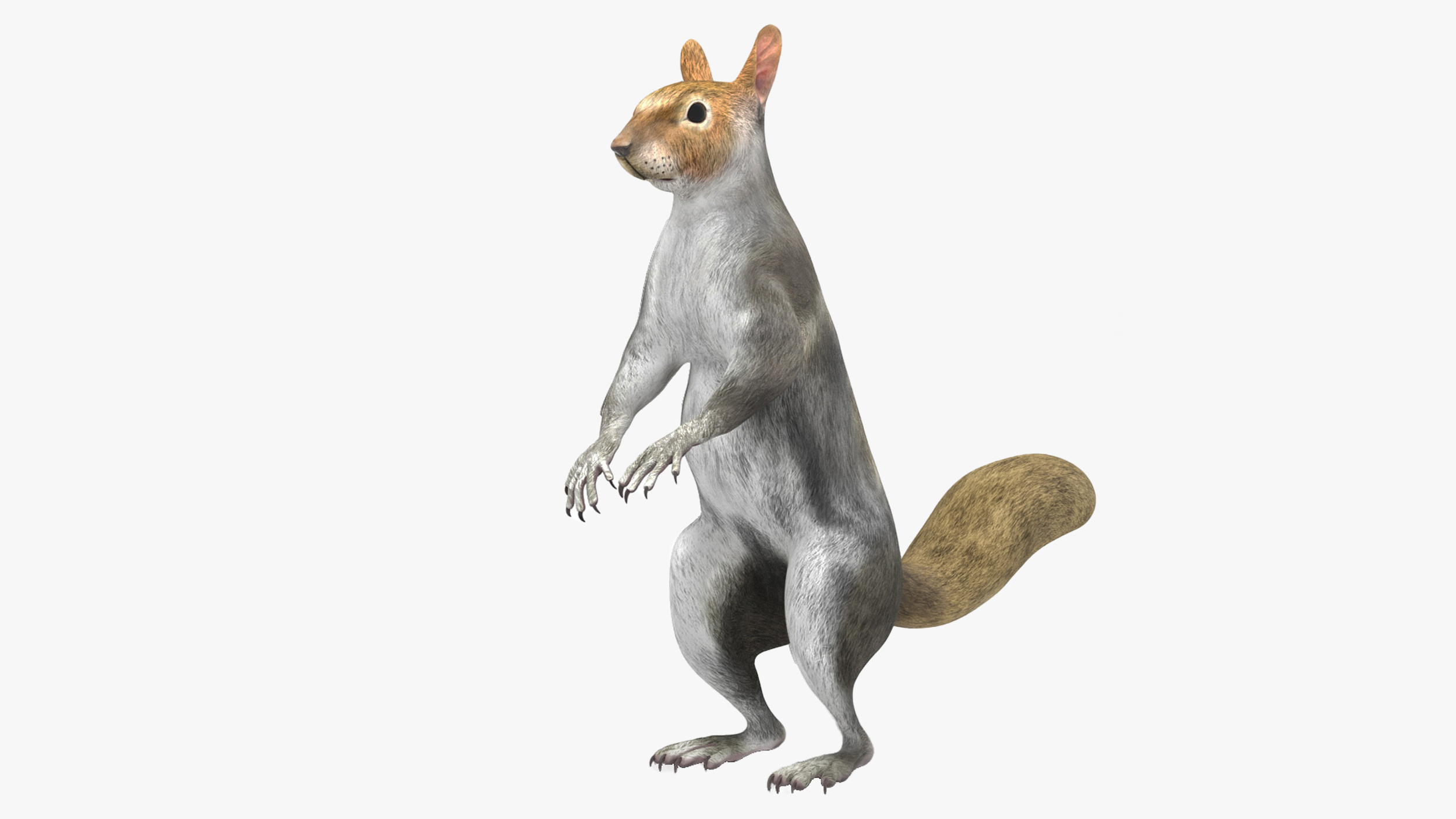 Gray Squirrel Rigged for Cinema 4D 3D model