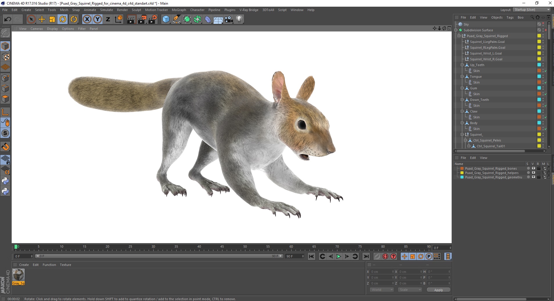 Gray Squirrel Rigged for Cinema 4D 3D model
