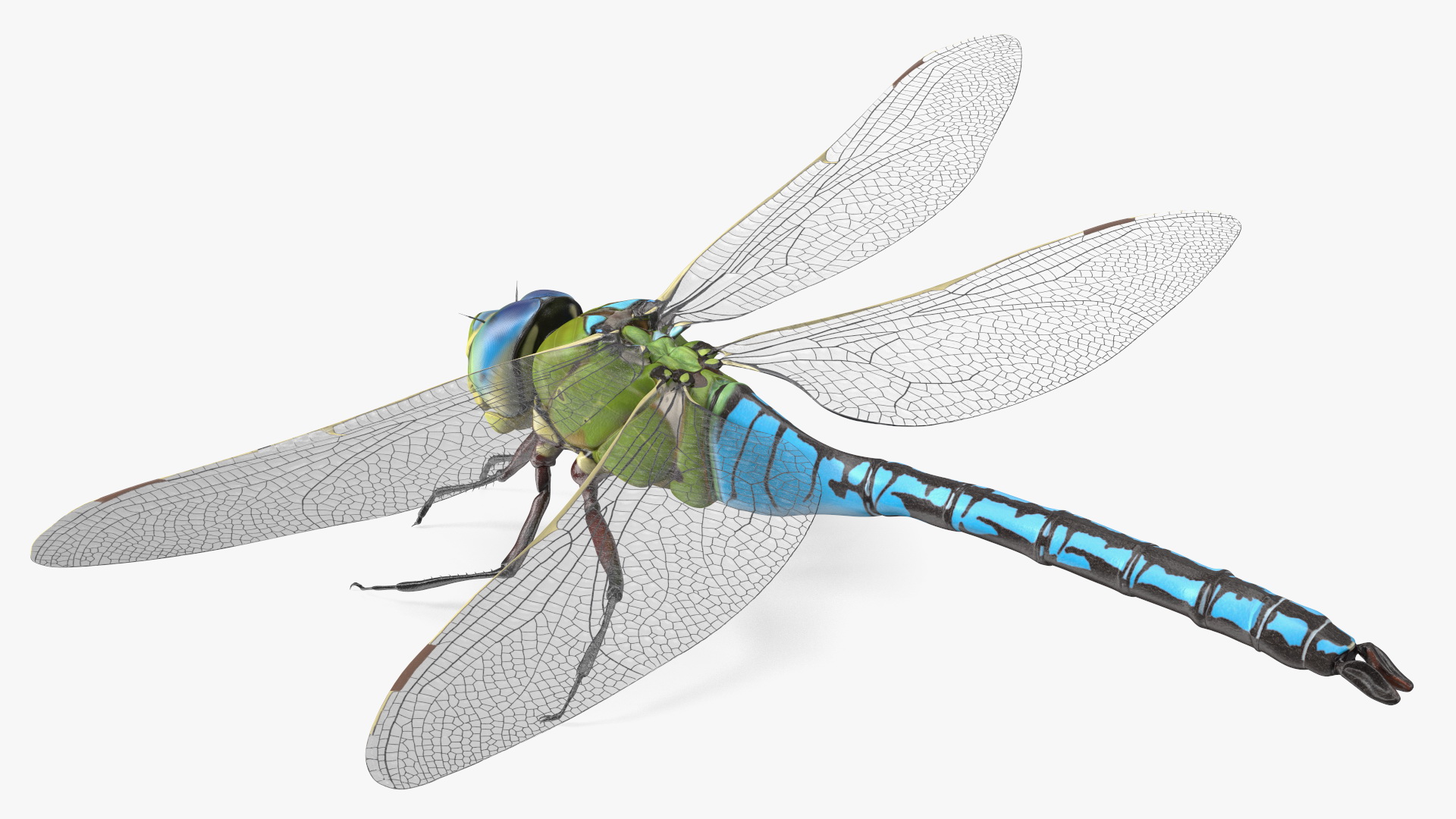 3D model Dragonfly Rigged for Modo