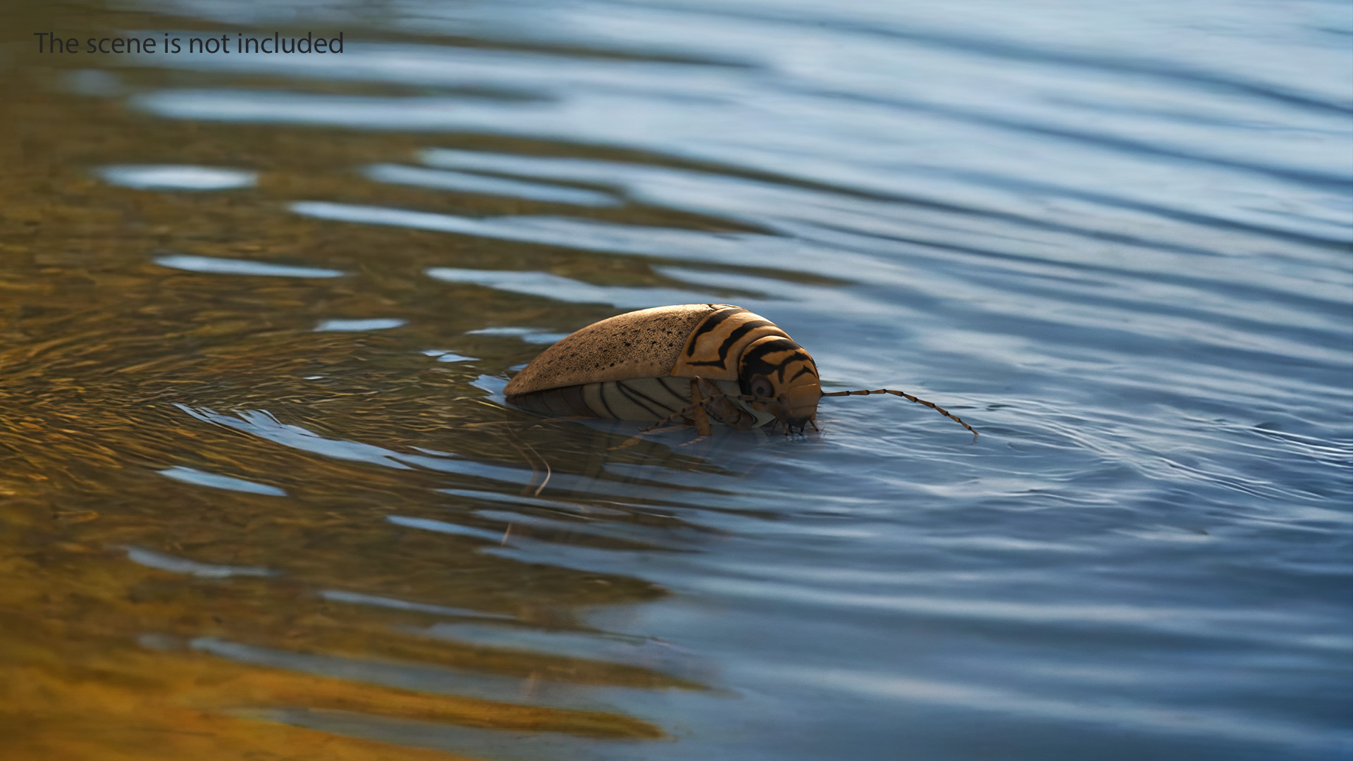 Aquatic Beetle Beige Floating 3D model