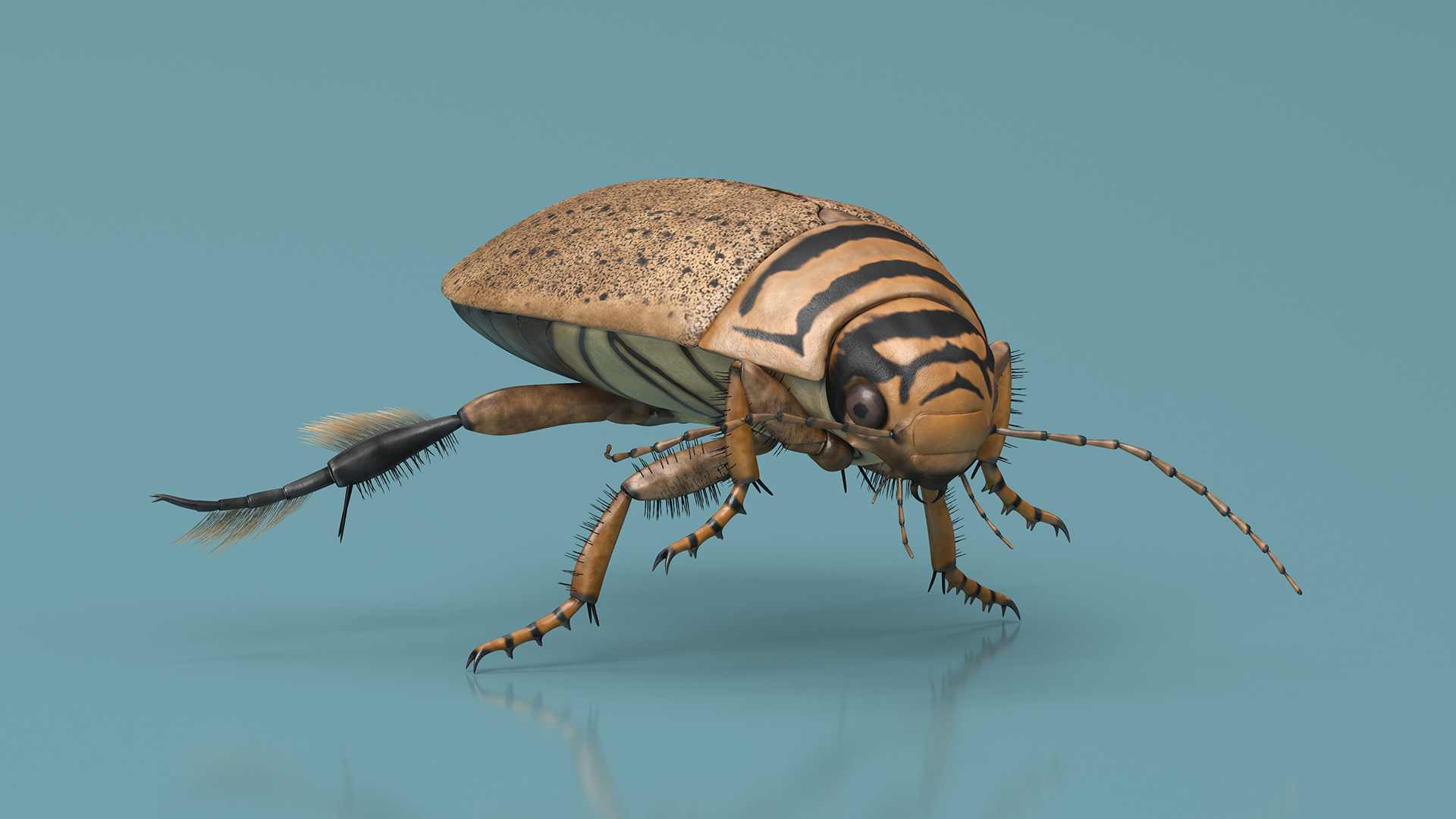 Aquatic Beetle Beige Floating 3D model