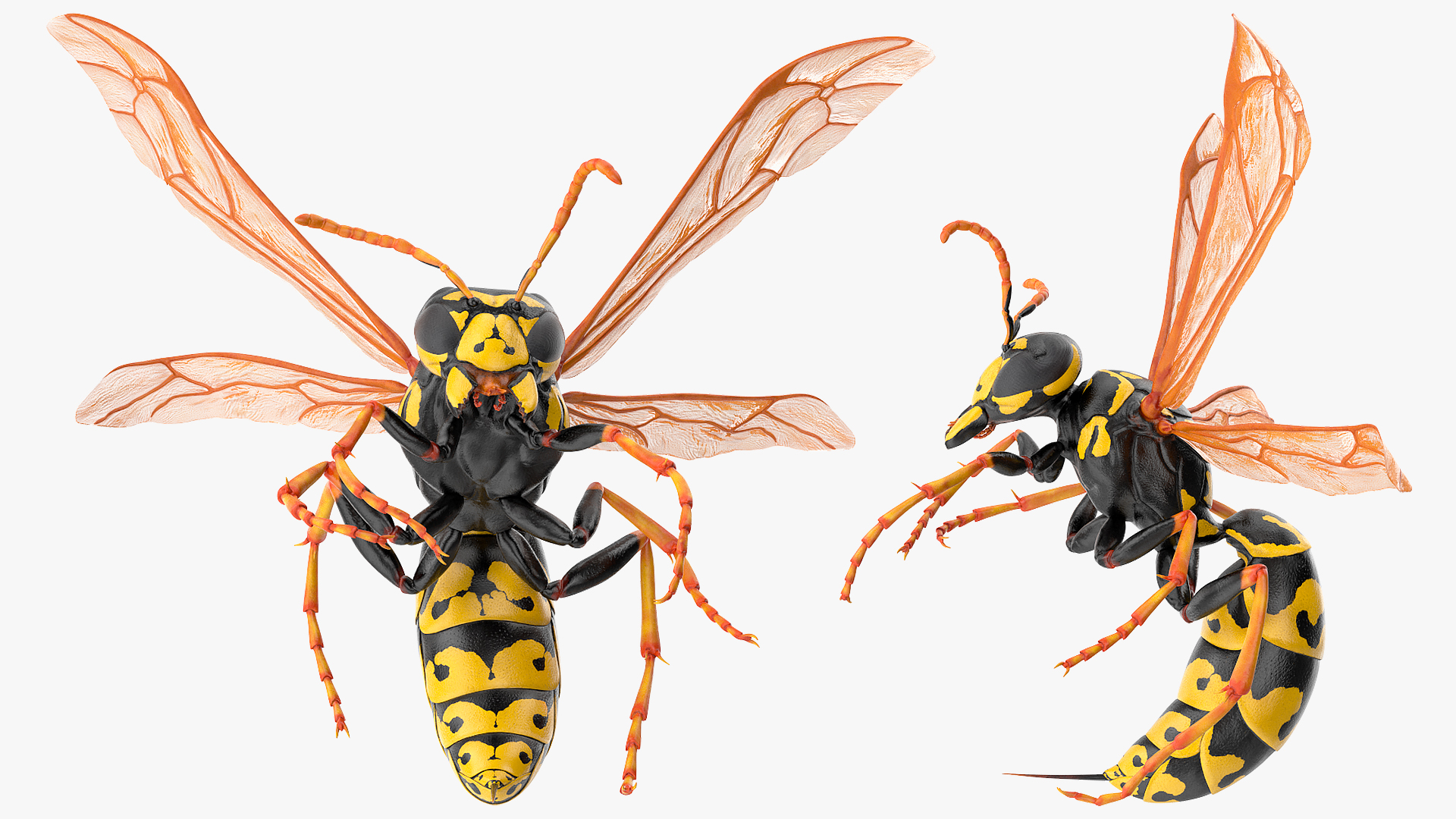 Wasp Attacking Pose 3D model