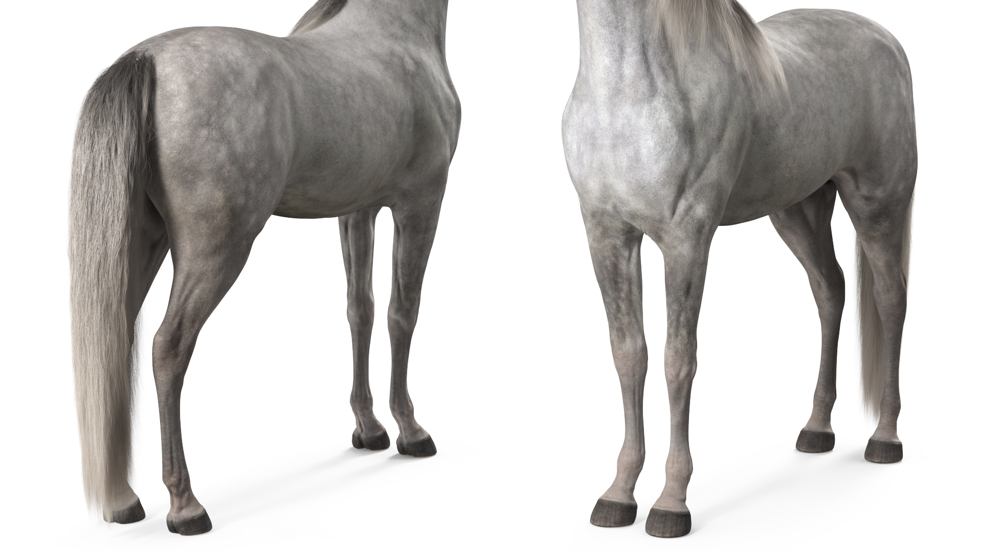 Arabian Horse Gray Dappled Fur Rigged 3D