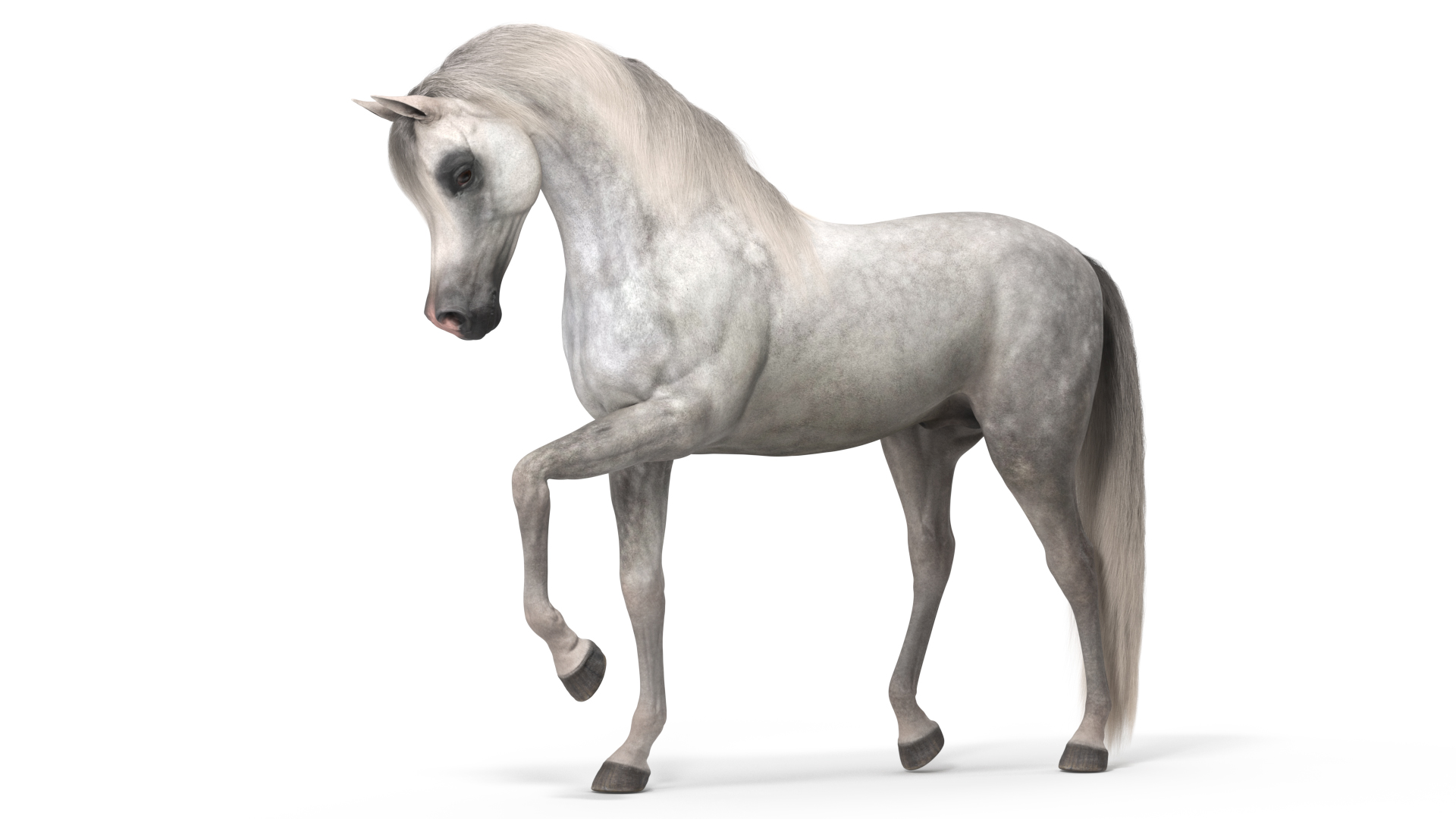 Arabian Horse Gray Dappled Fur Rigged 3D
