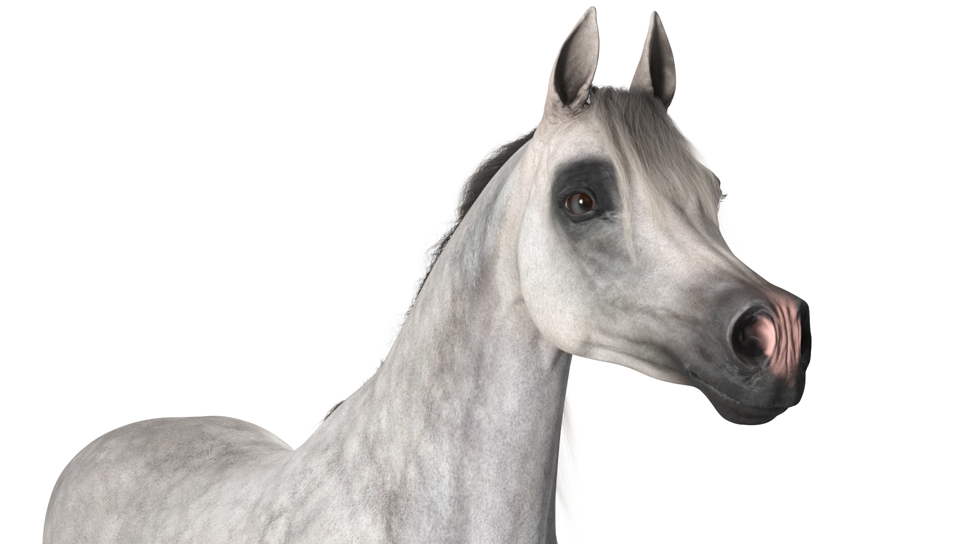 Arabian Horse Gray Dappled Fur Rigged 3D