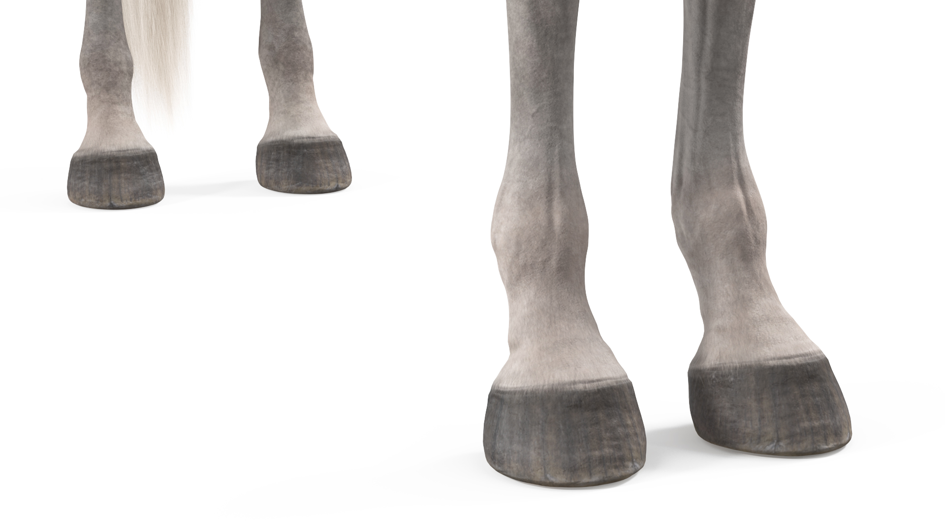 Arabian Horse Gray Dappled Fur Rigged 3D