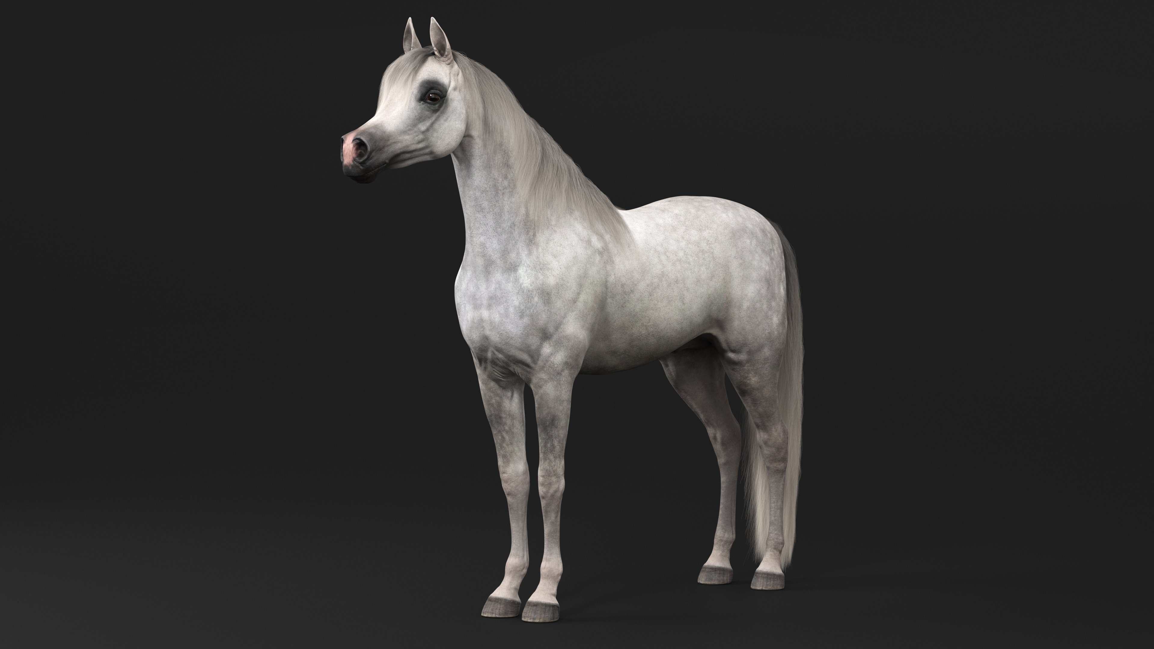 Arabian Horse Gray Dappled Fur Rigged 3D