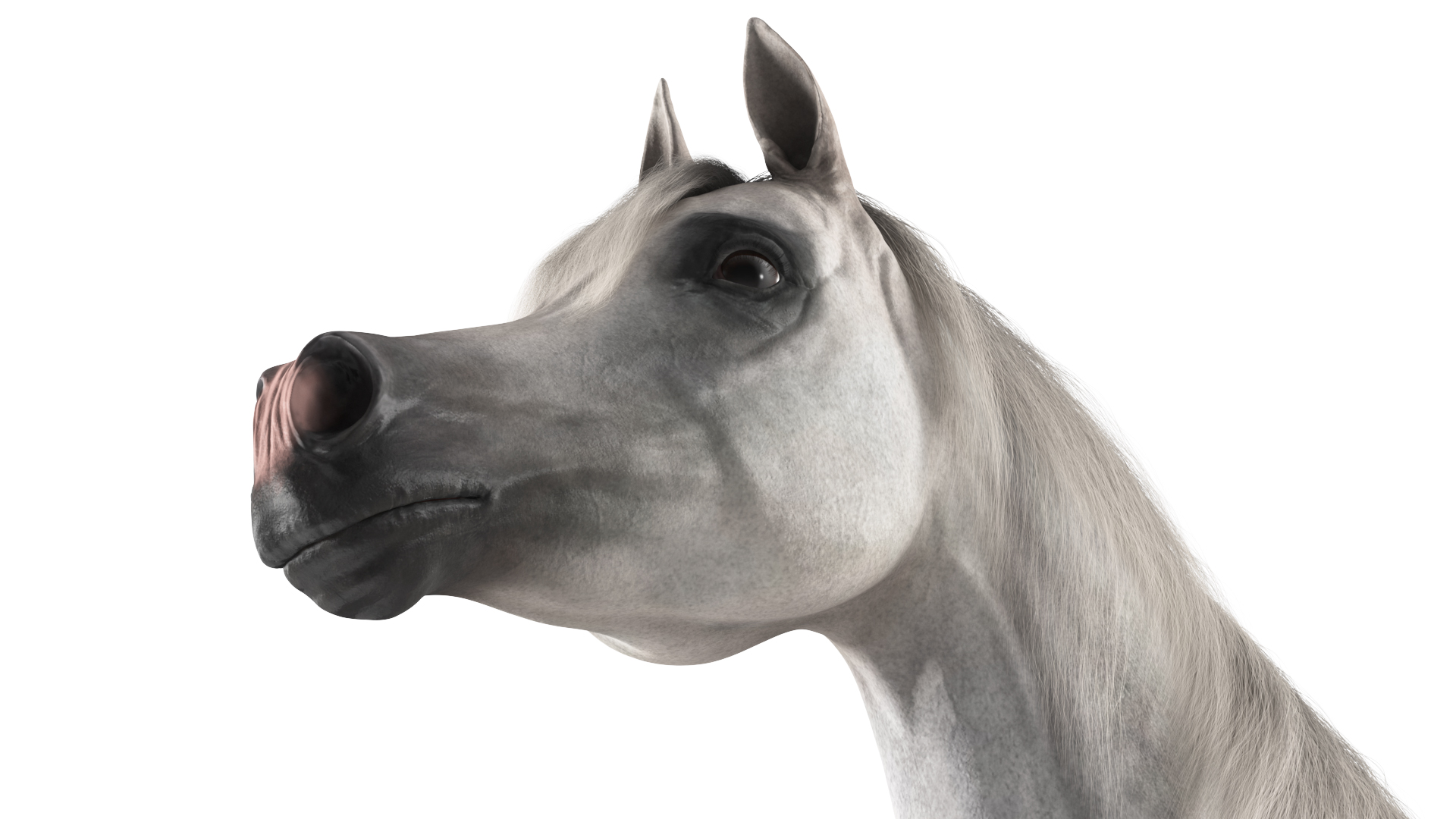 Arabian Horse Gray Dappled Fur Rigged 3D