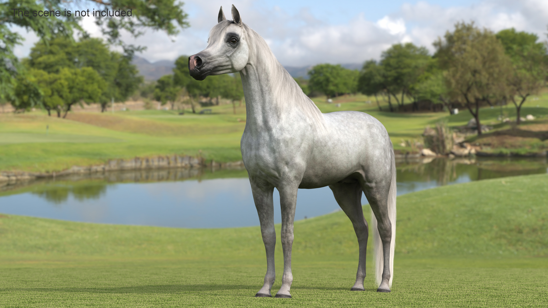 Arabian Horse Gray Dappled Fur Rigged 3D
