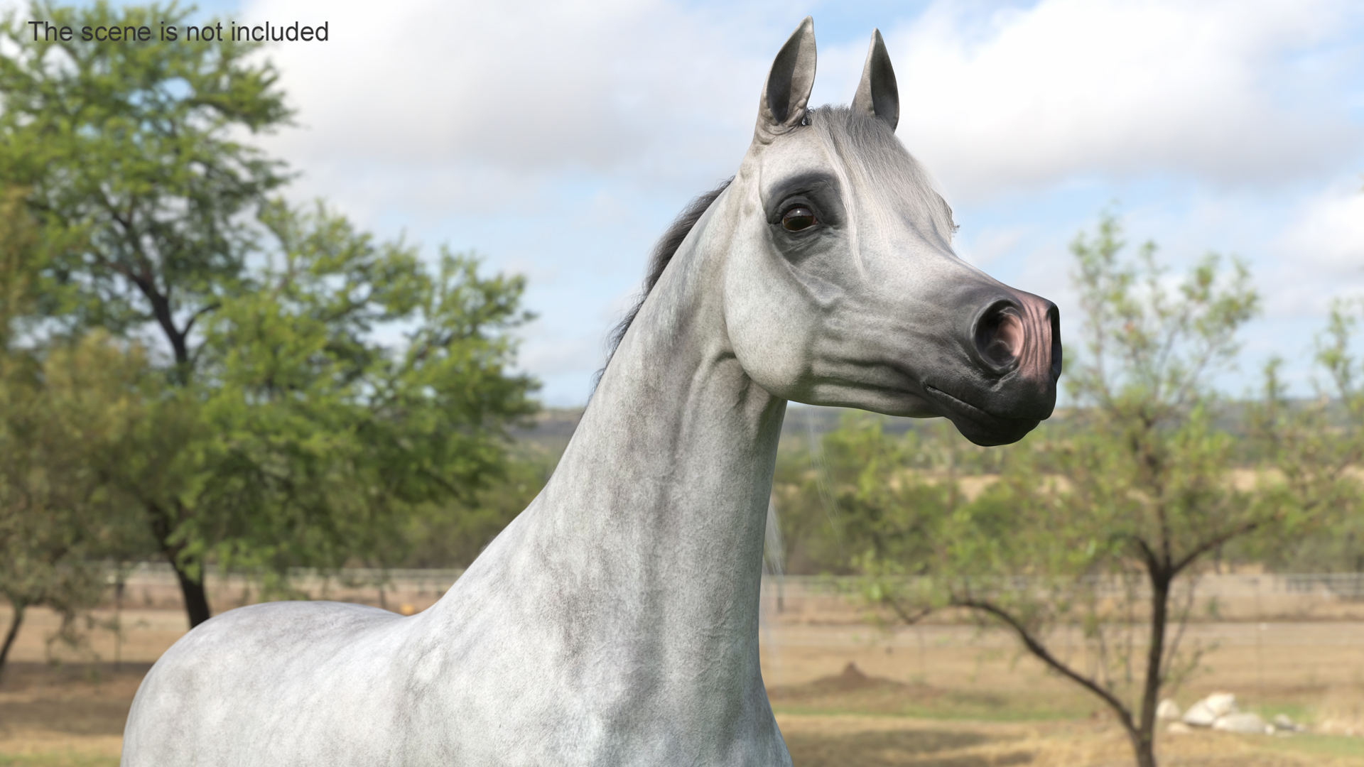 Arabian Horse Gray Dappled Fur Rigged 3D