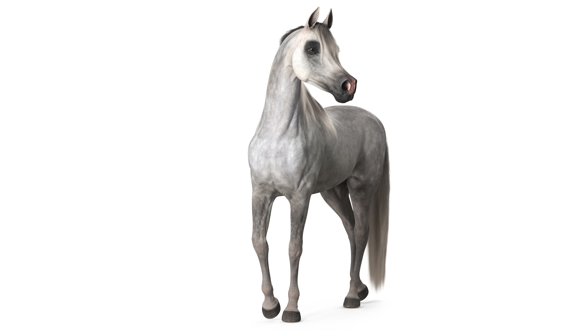 Arabian Horse Gray Dappled Fur Rigged 3D