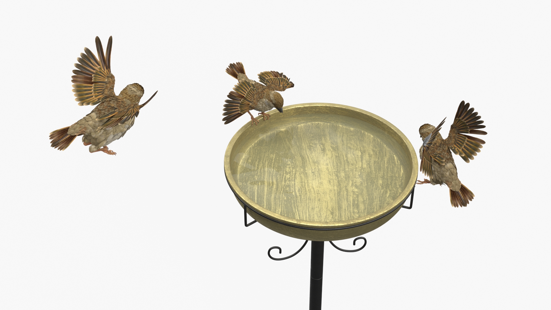 Birds Drink From A Birdbath 3D