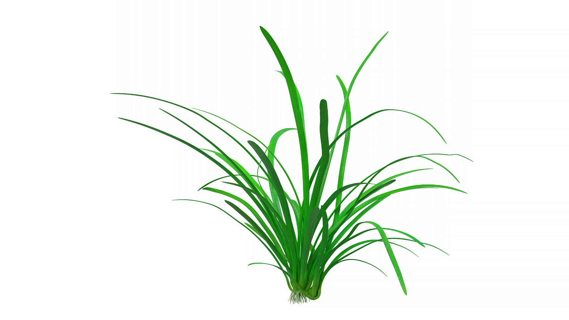 3D Water Plant Sagittaria Subulata