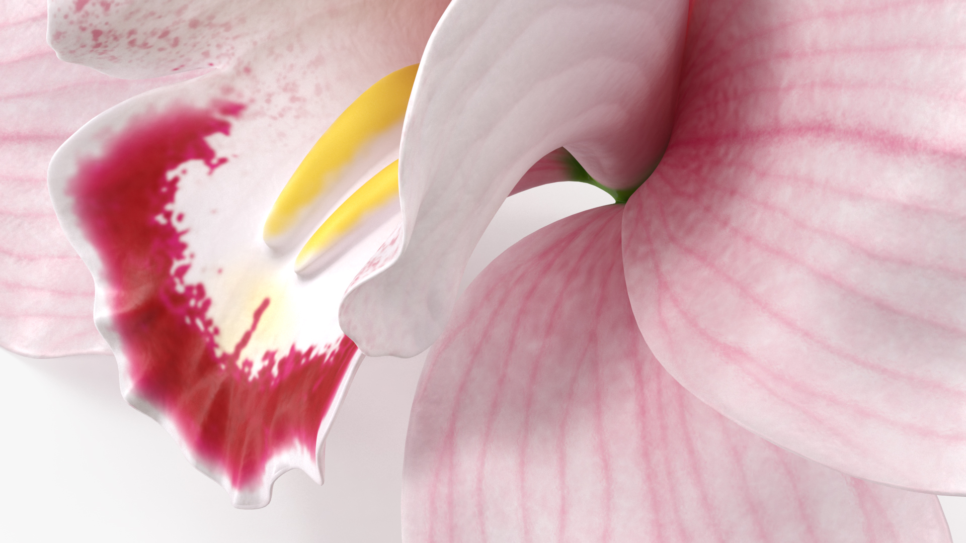 3D Hybrid Orchid Pink model