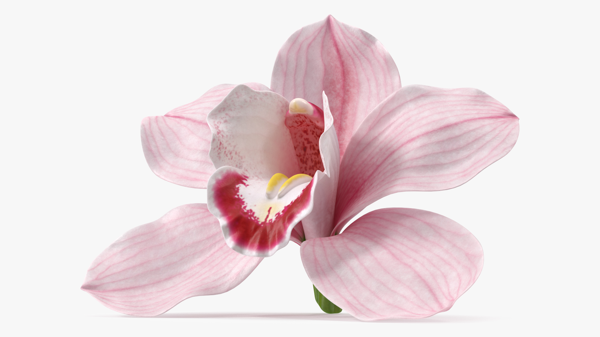 3D Hybrid Orchid Pink model