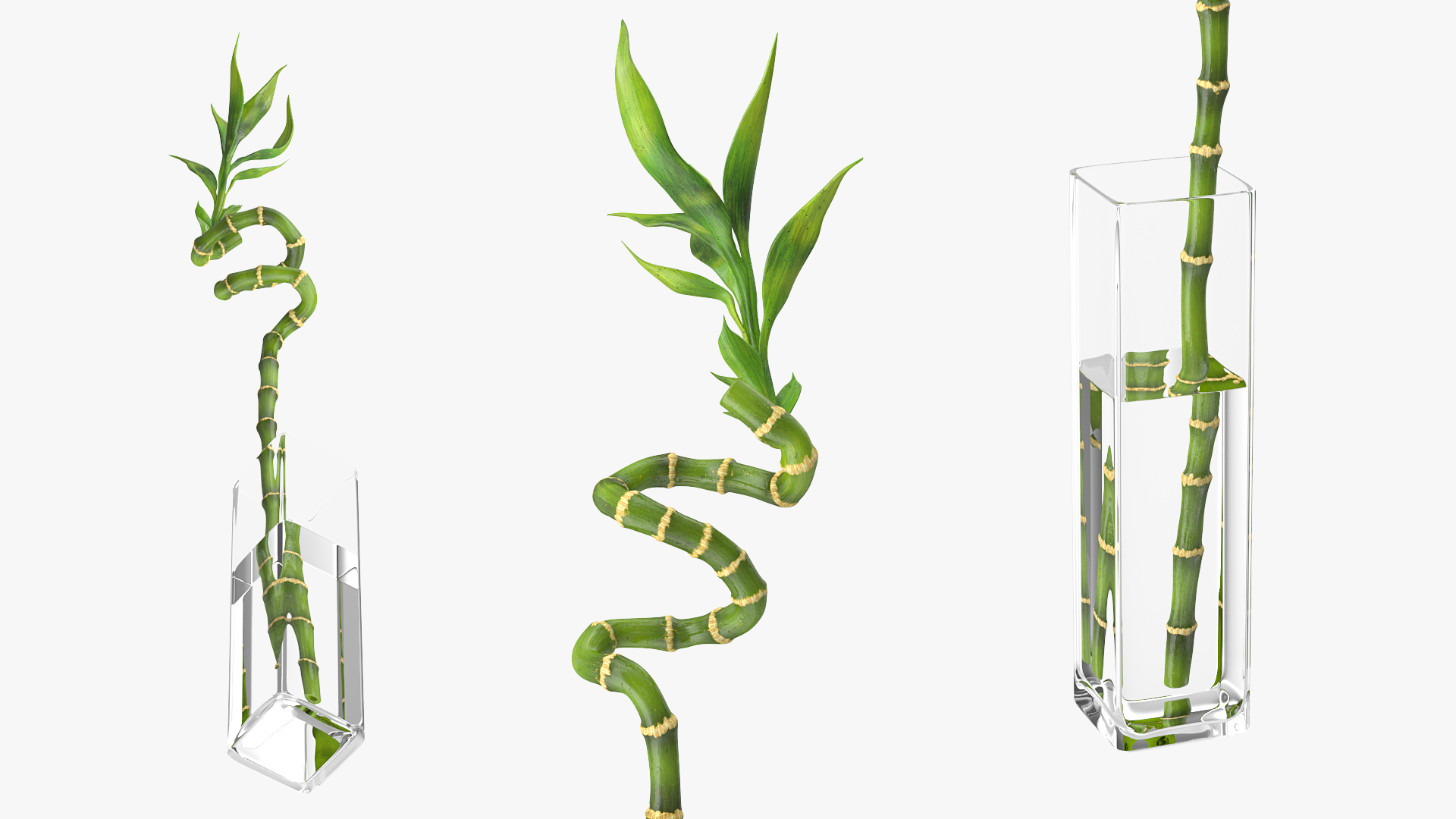 Lucky Bamboo 3D