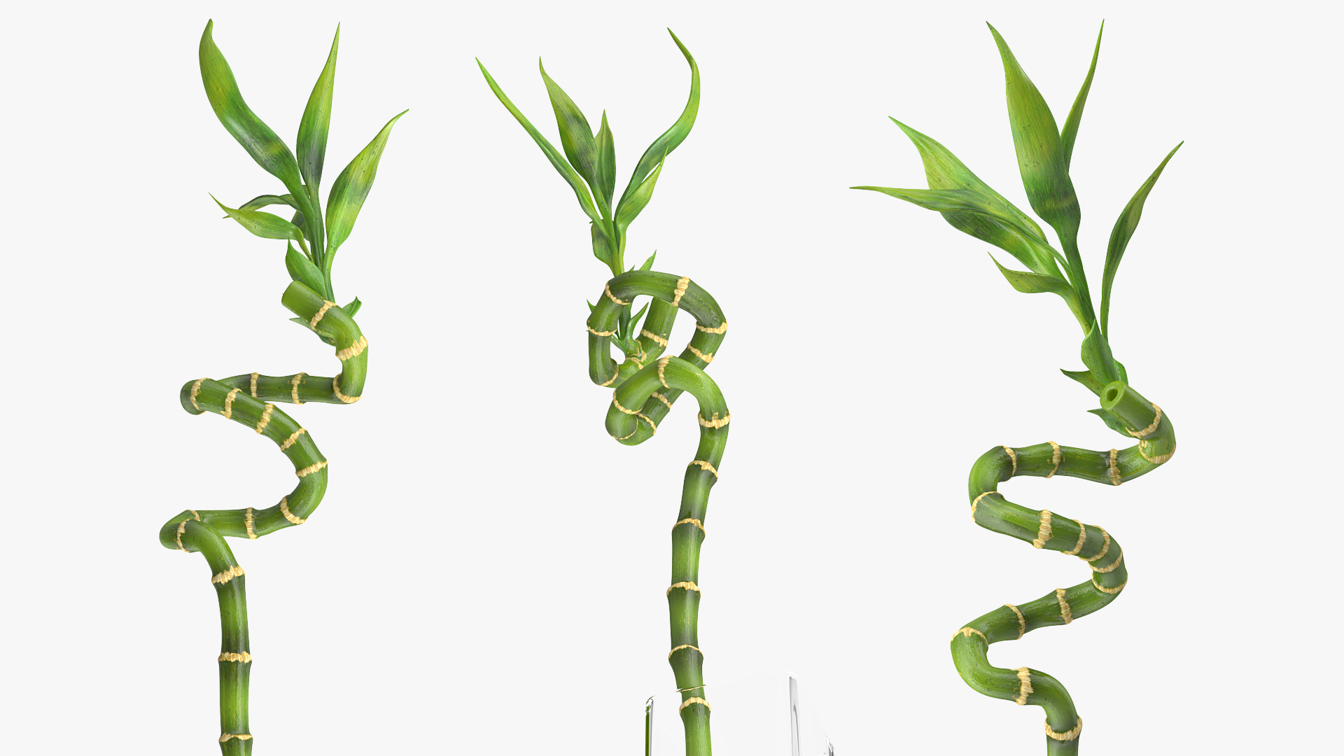 Lucky Bamboo 3D