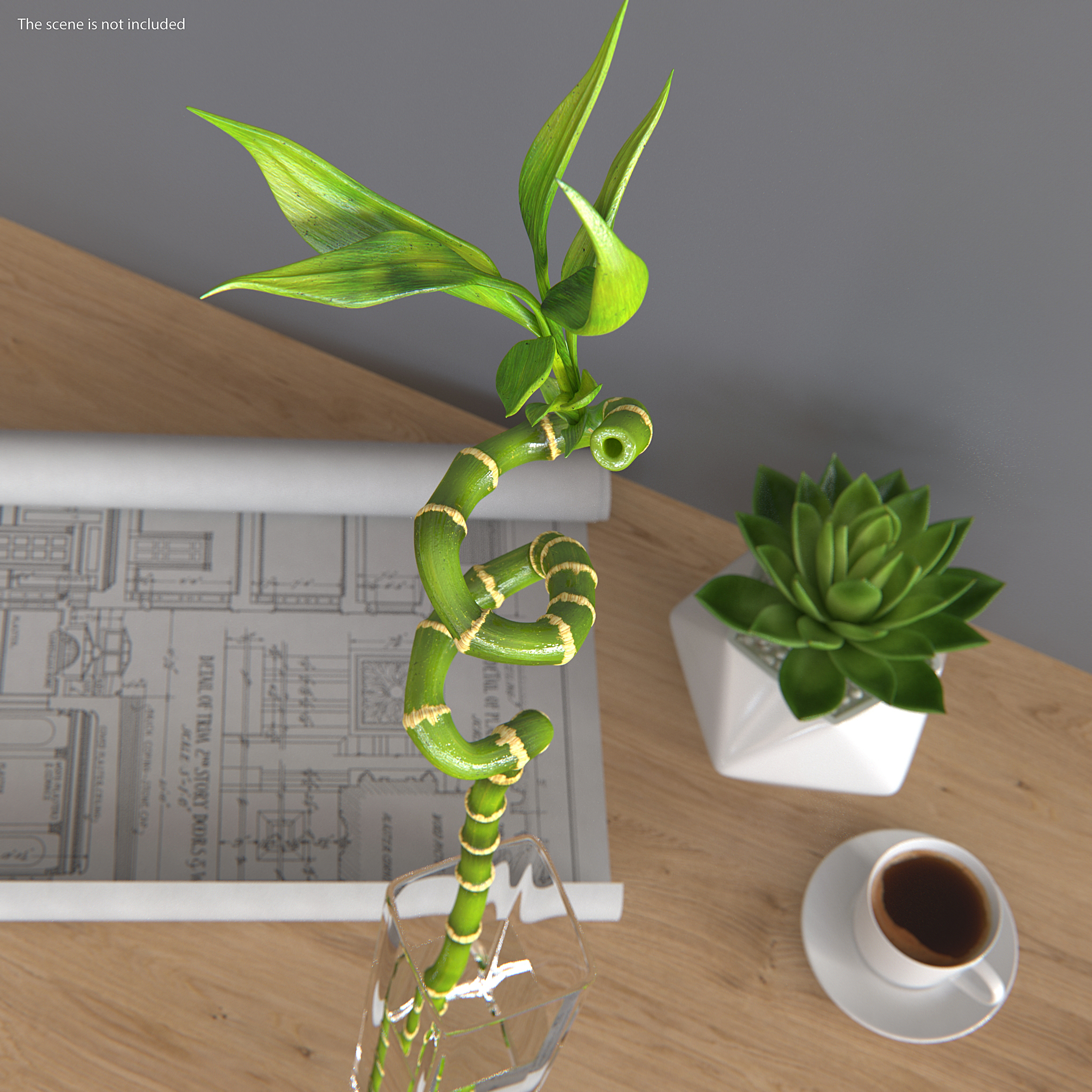 Lucky Bamboo 3D