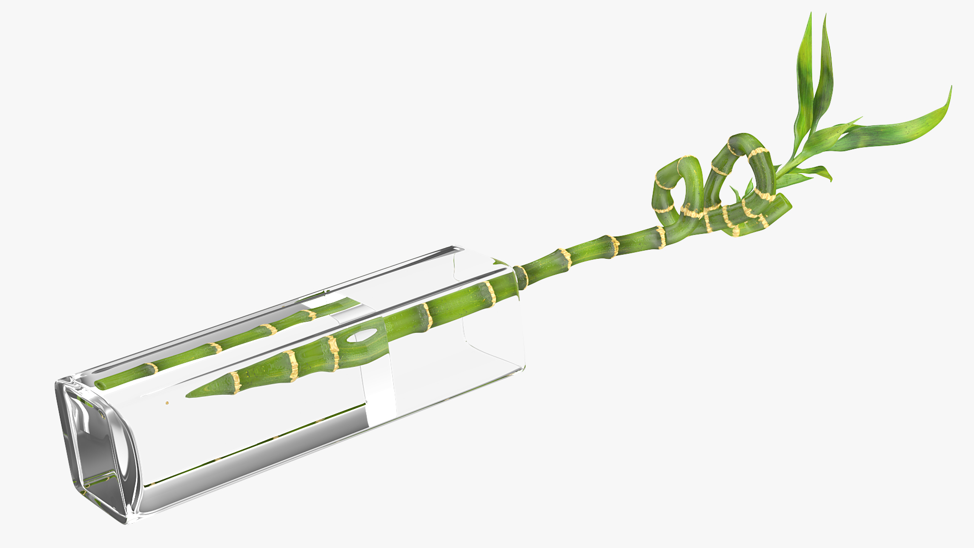 Lucky Bamboo 3D