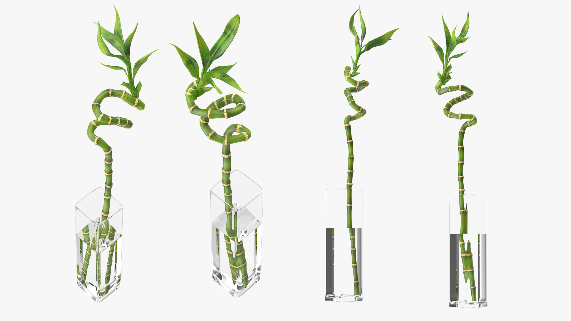 Lucky Bamboo 3D
