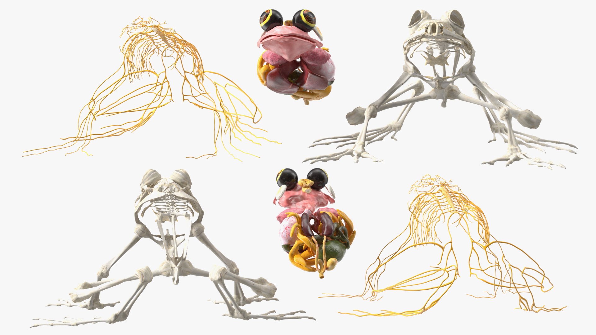 Frog Nervous System 3D model