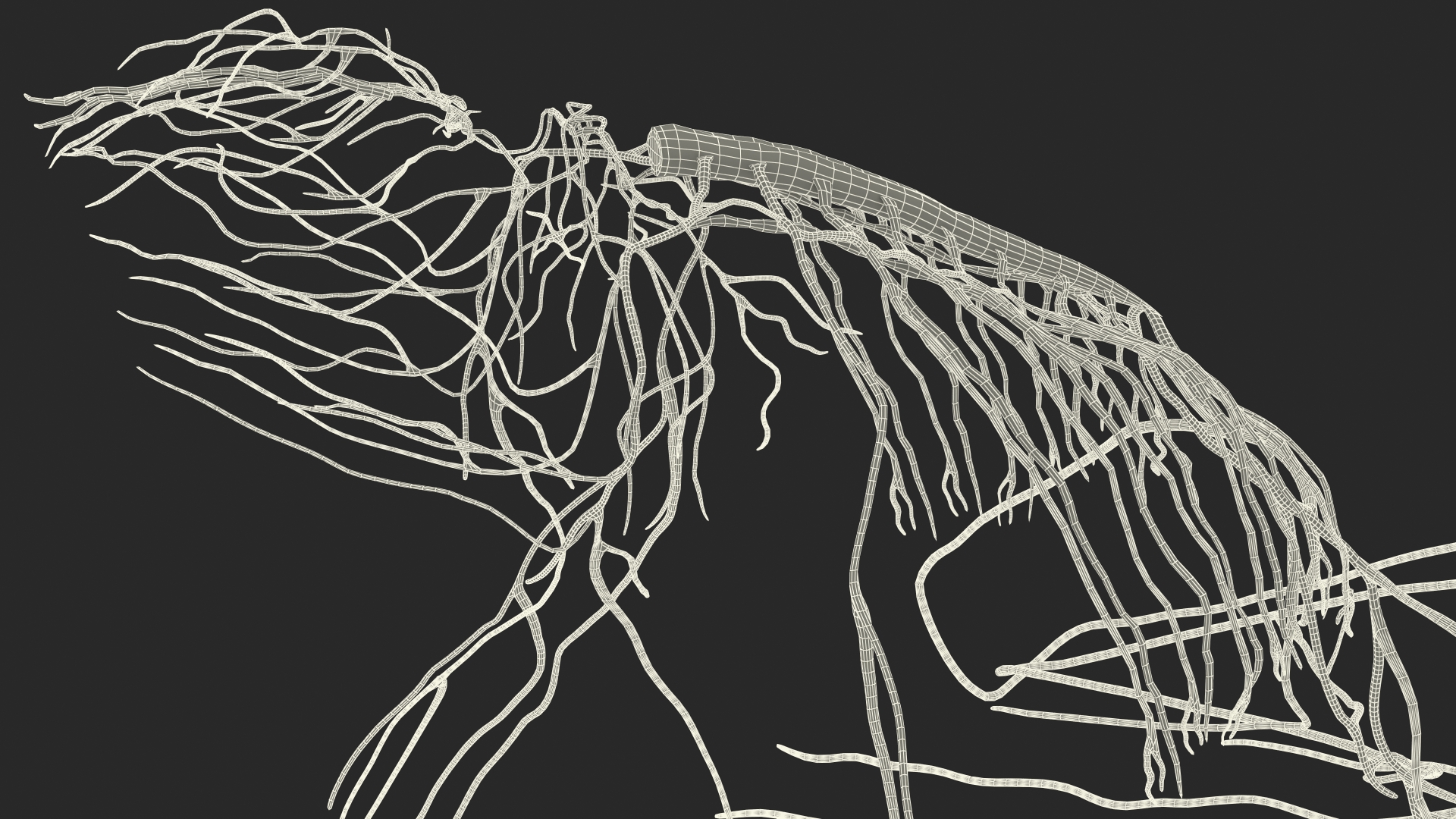 Frog Nervous System 3D model