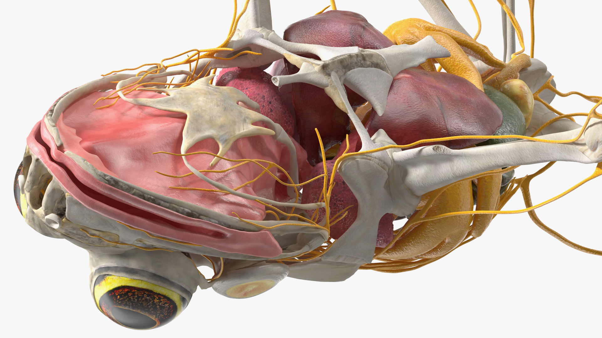 Frog Nervous System 3D model