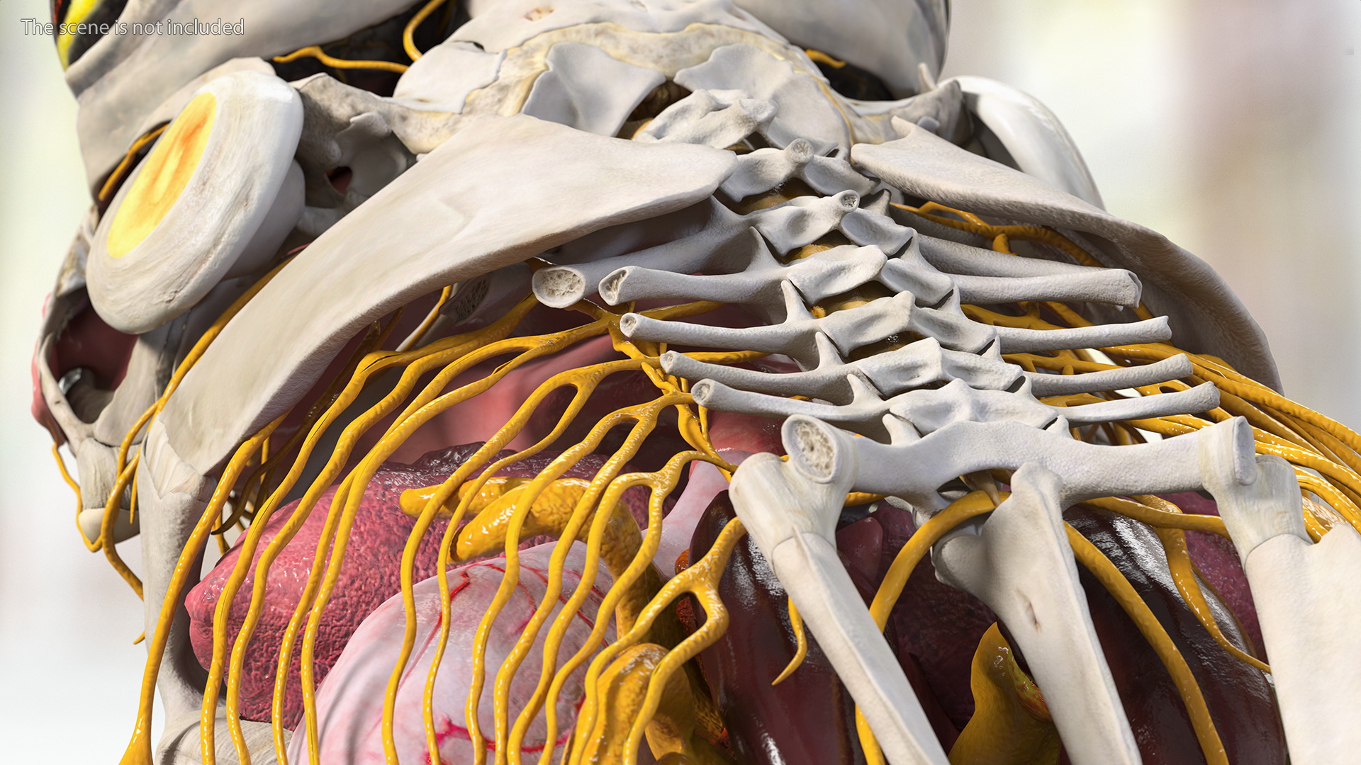 Frog Nervous System 3D model
