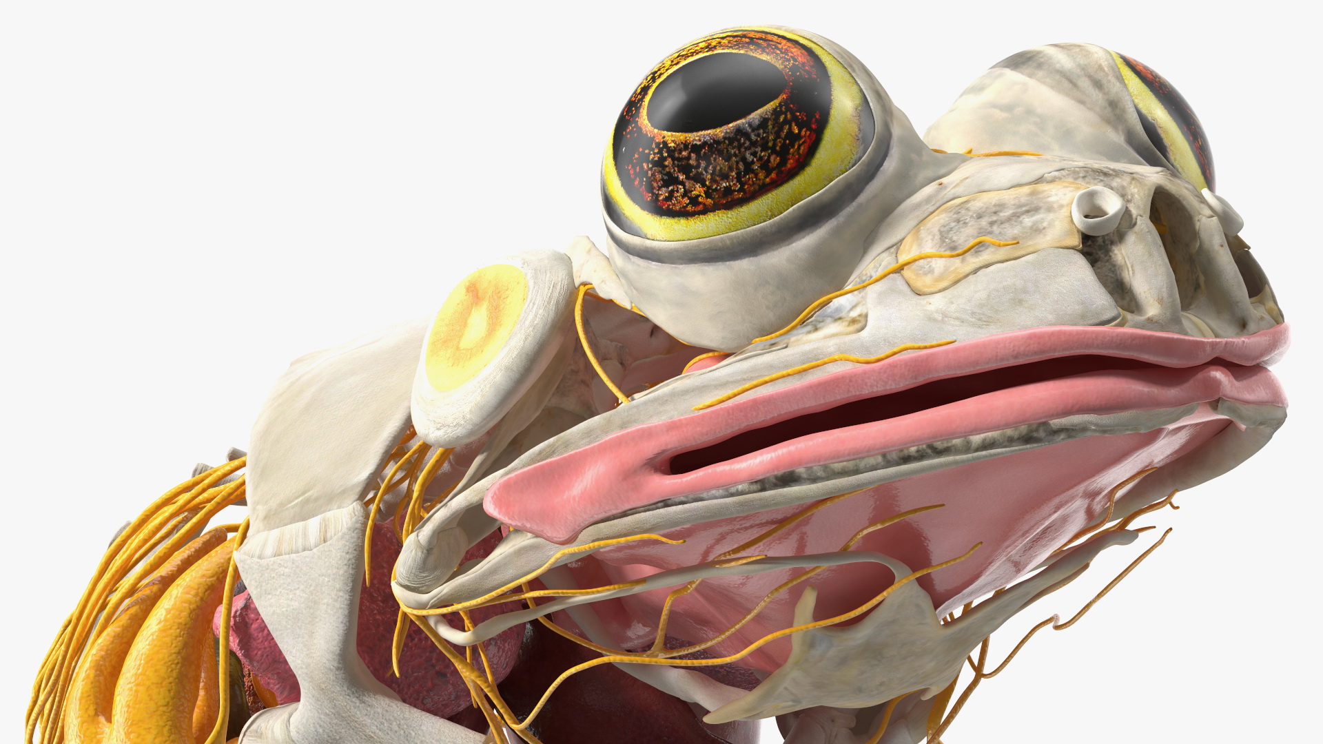 Frog Nervous System 3D model