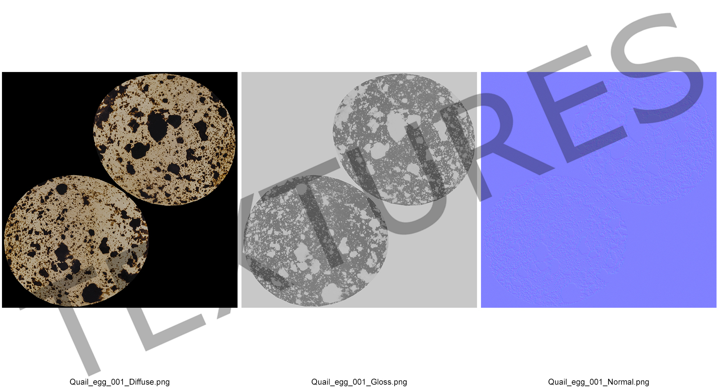 3D model Fresh Quail Egg