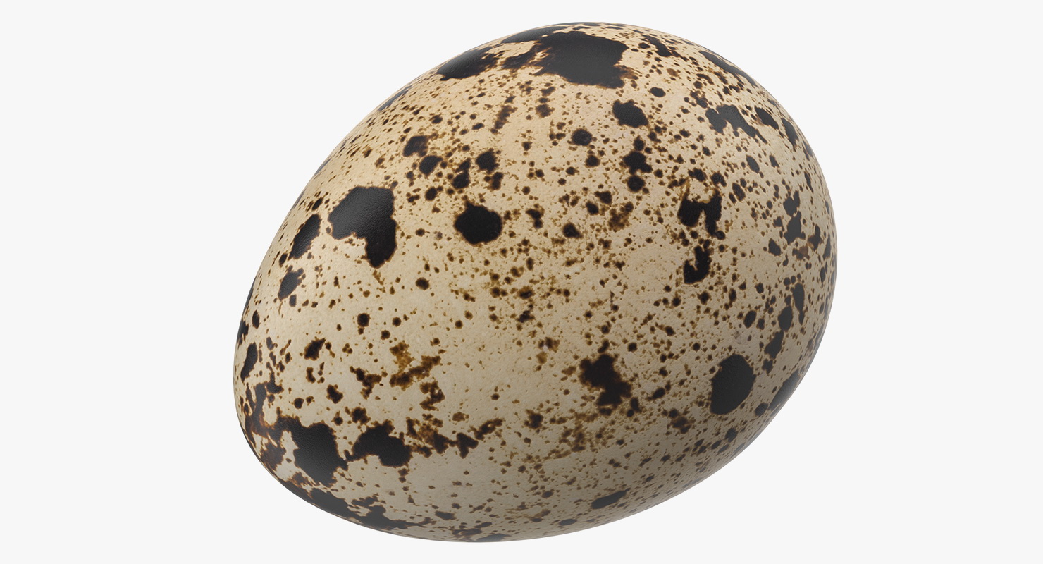 3D model Fresh Quail Egg