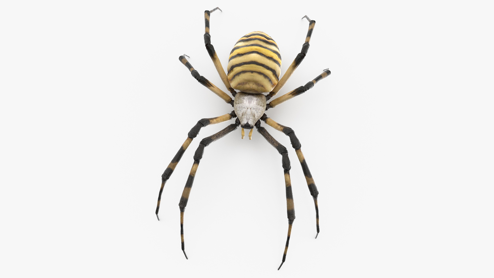 3D Argiope Trifasciata Spider