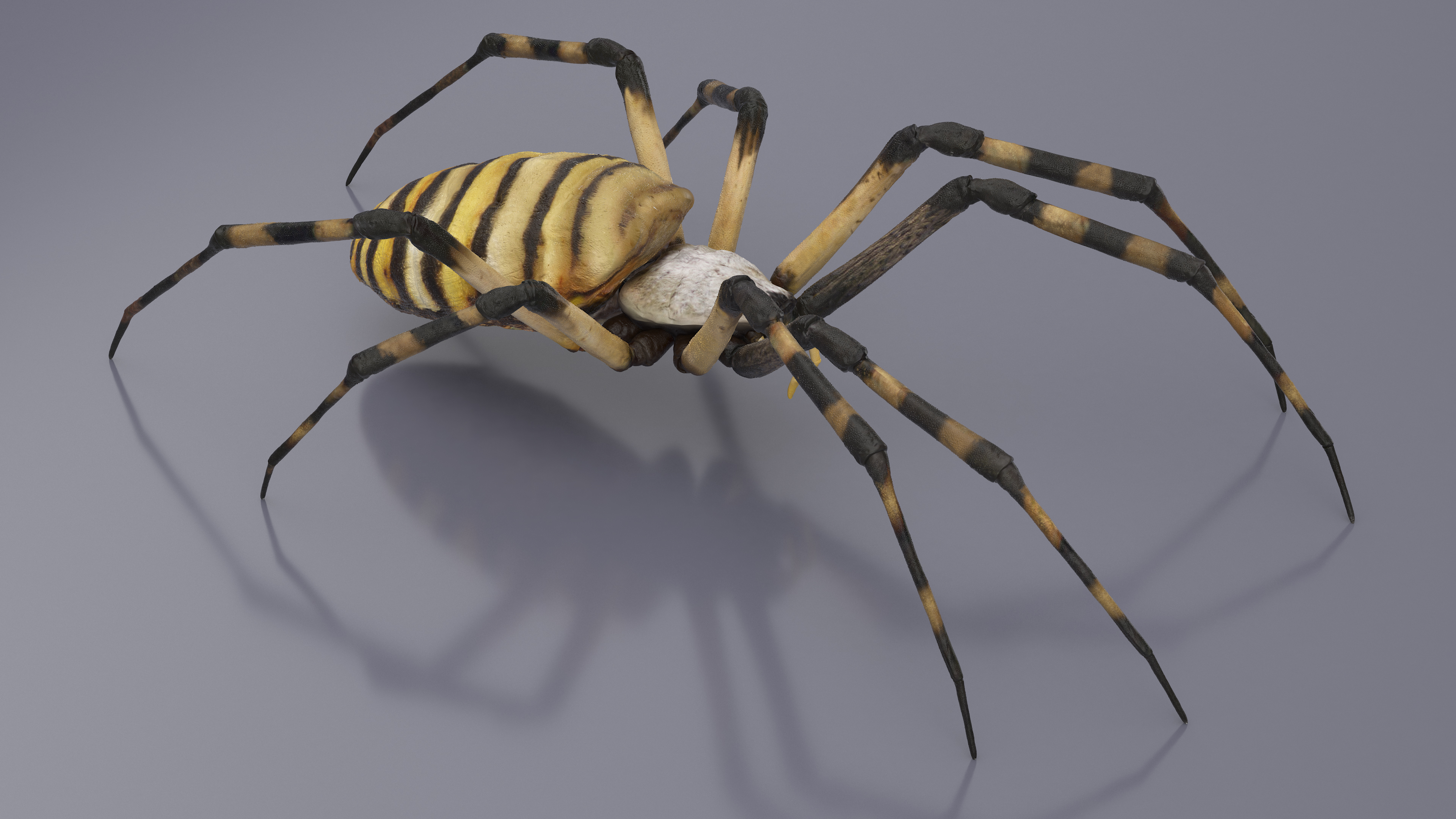 3D Argiope Trifasciata Spider