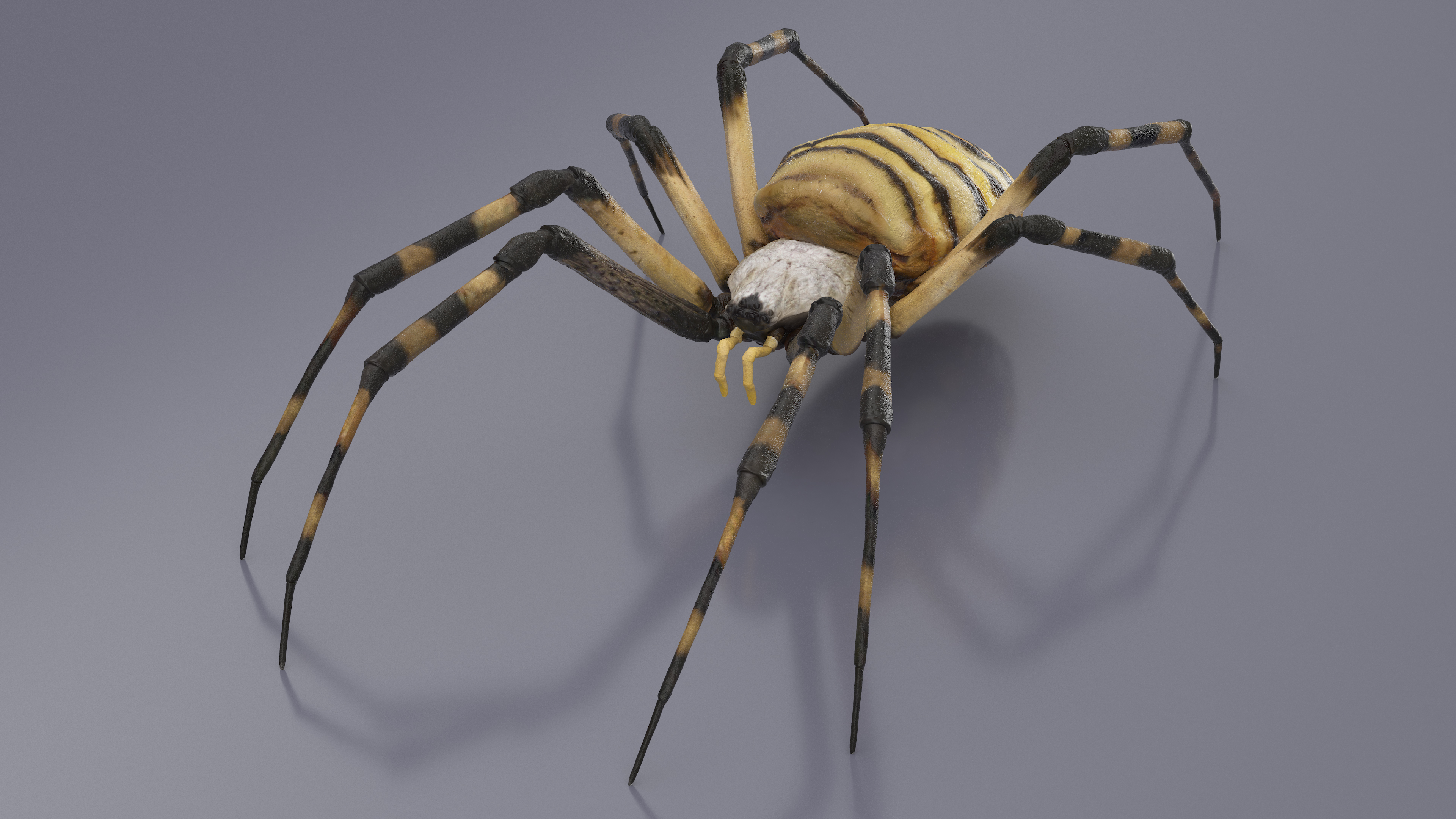 3D Argiope Trifasciata Spider