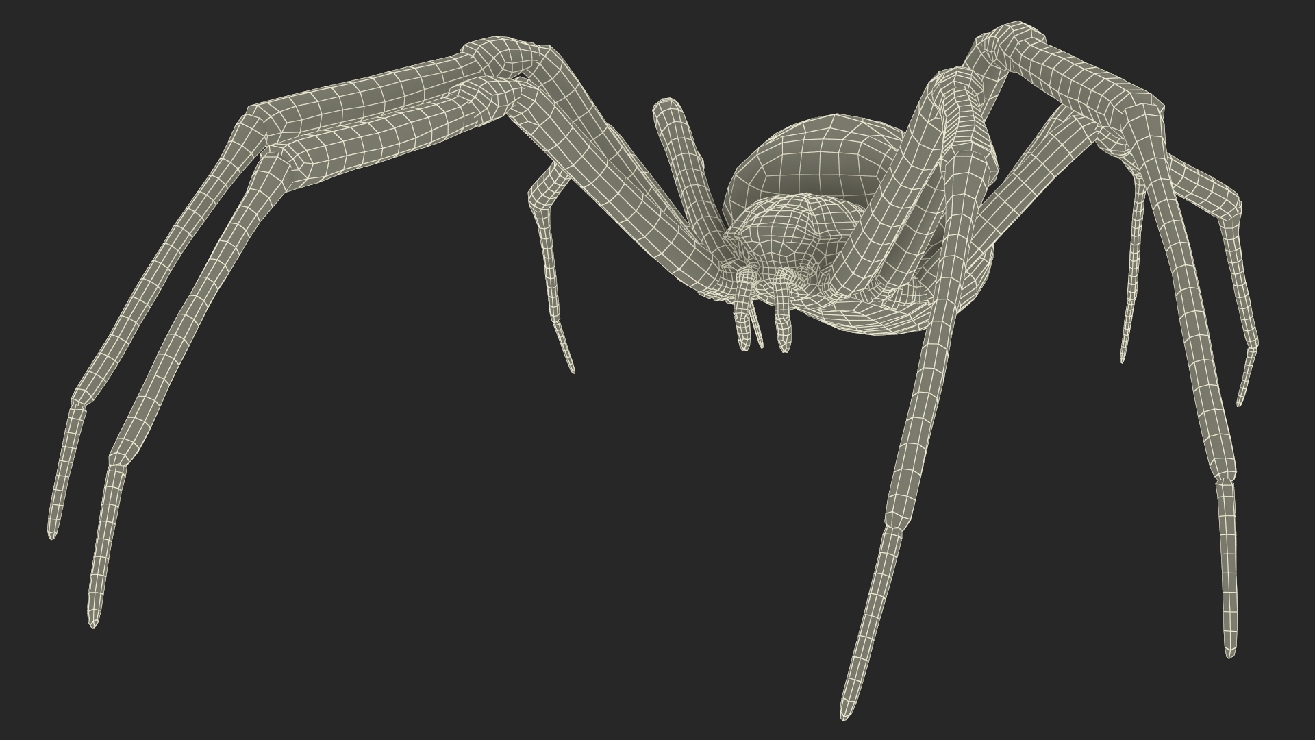 3D Argiope Trifasciata Spider