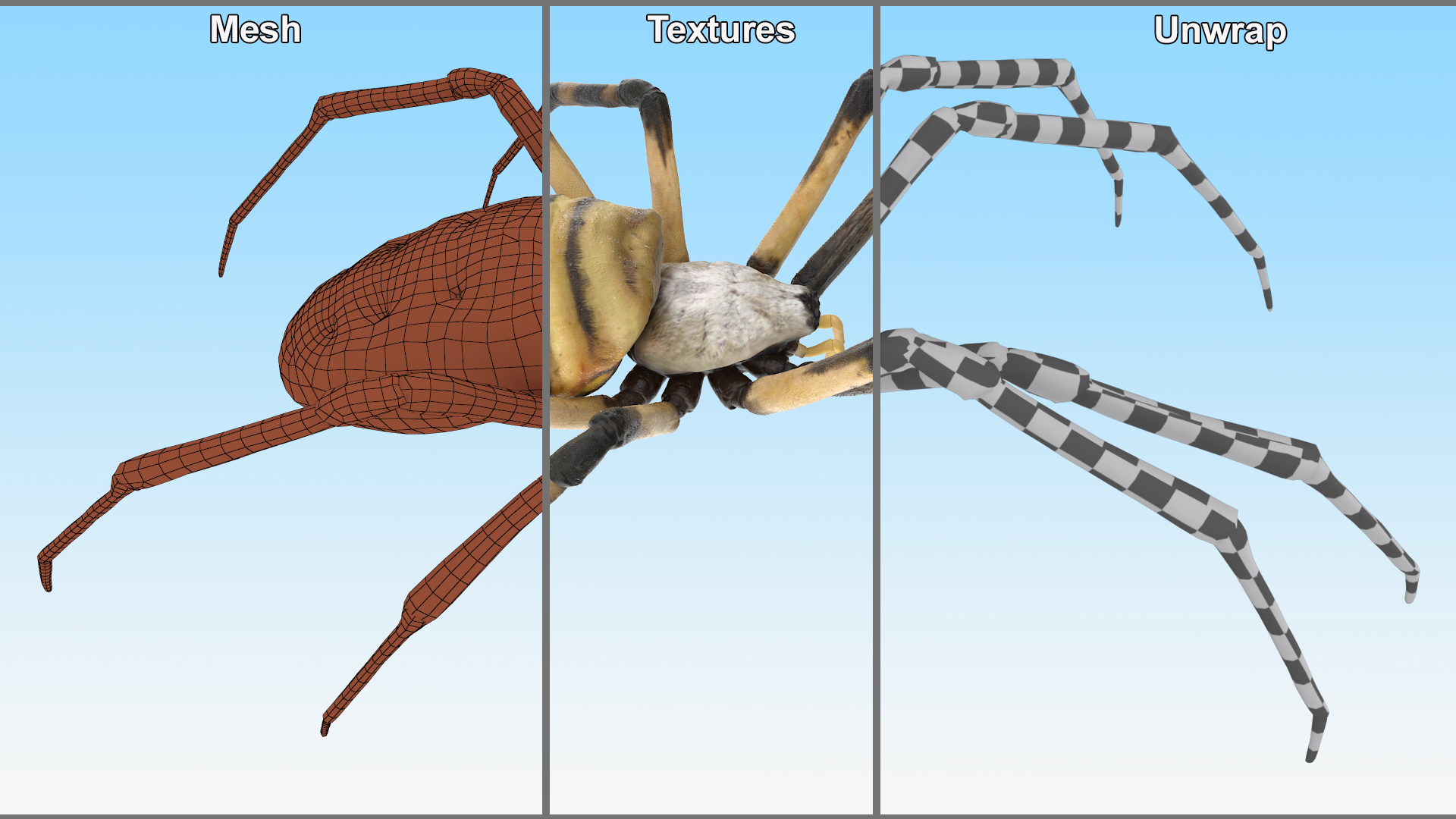 3D Argiope Trifasciata Spider