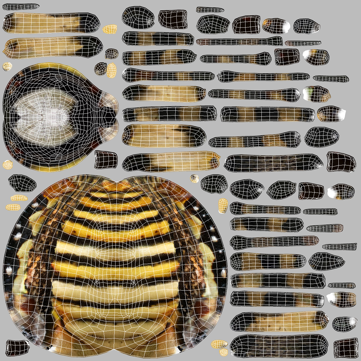 3D Argiope Trifasciata Spider