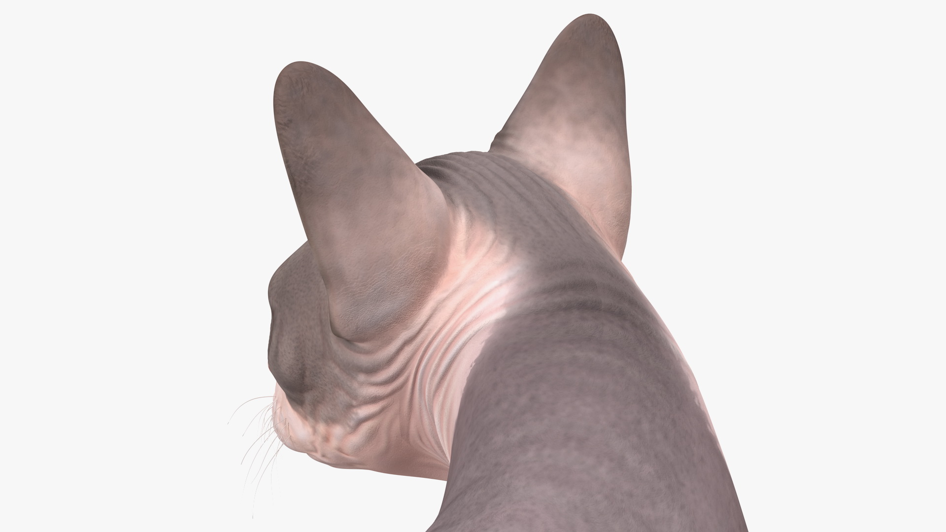 3D Bicolor Sphynx Cat model