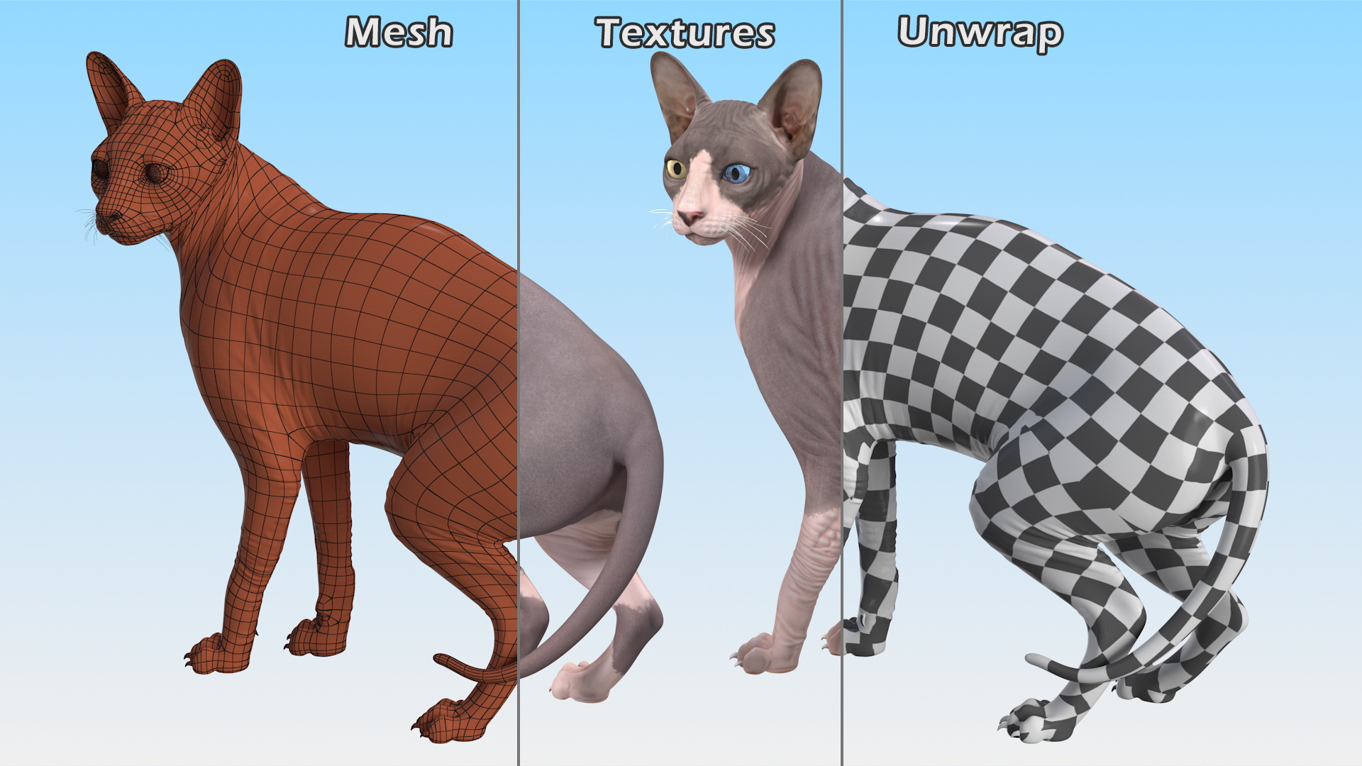 3D Bicolor Sphynx Cat model