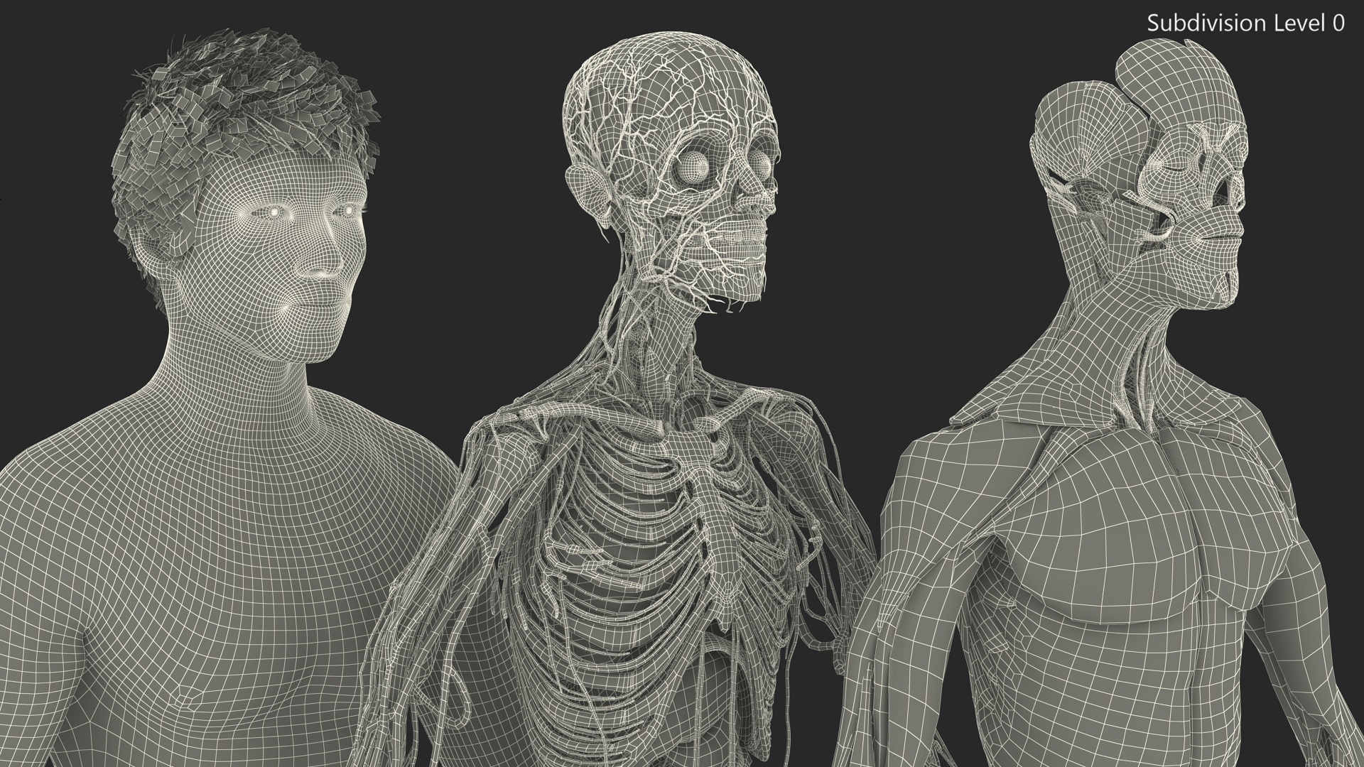 3D model Male Full Body Anatomy Asian Rigged